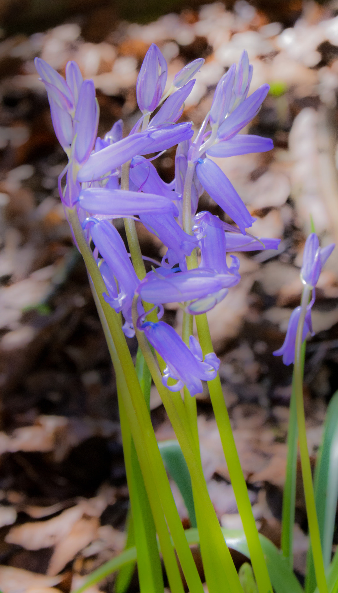 Sigma 17-50mm F2.8 EX DC OS HSM sample photo. First hyacinths. photography