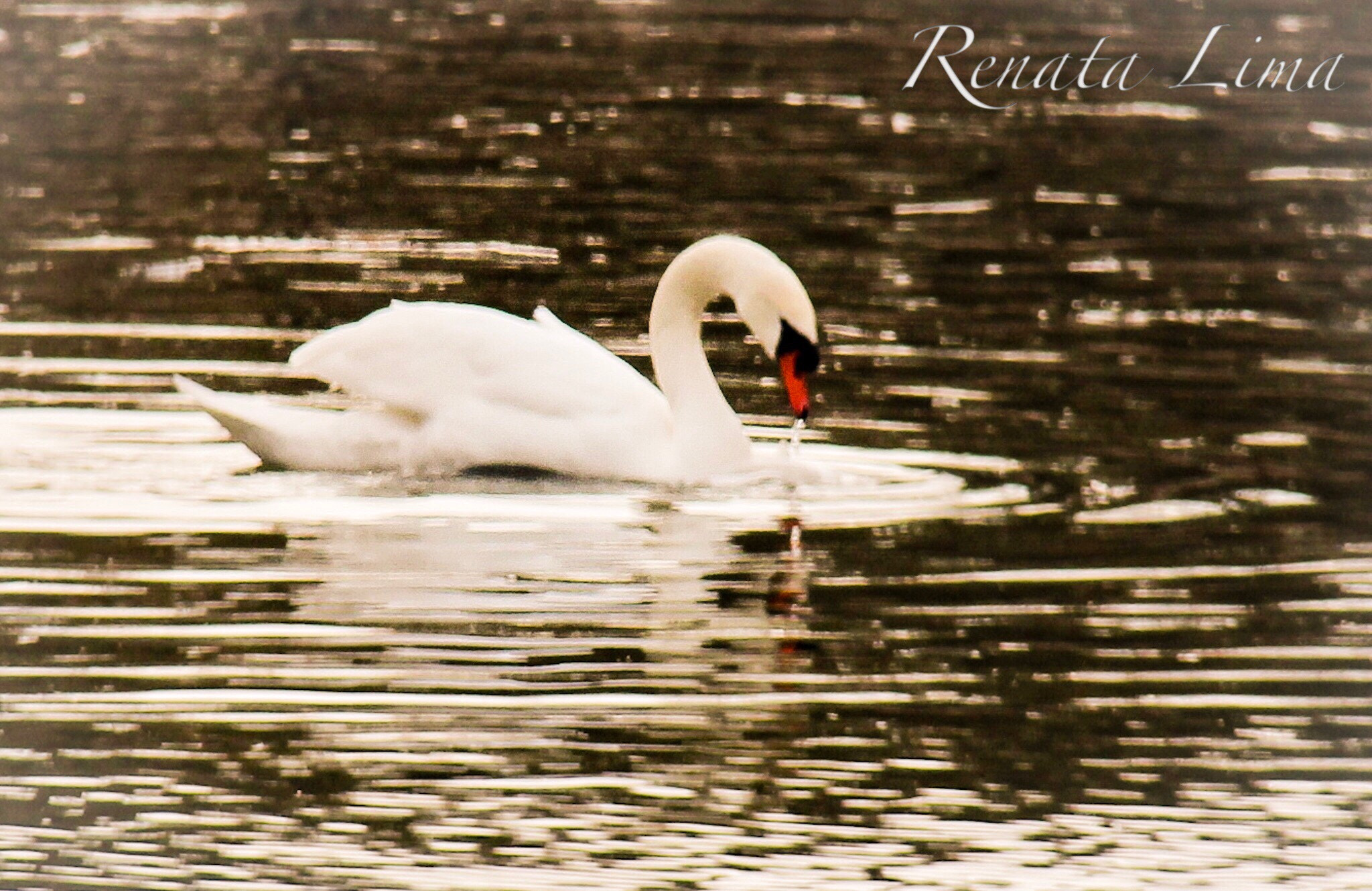 Canon EF-S 18-200mm F3.5-5.6 IS sample photo. Swan photography