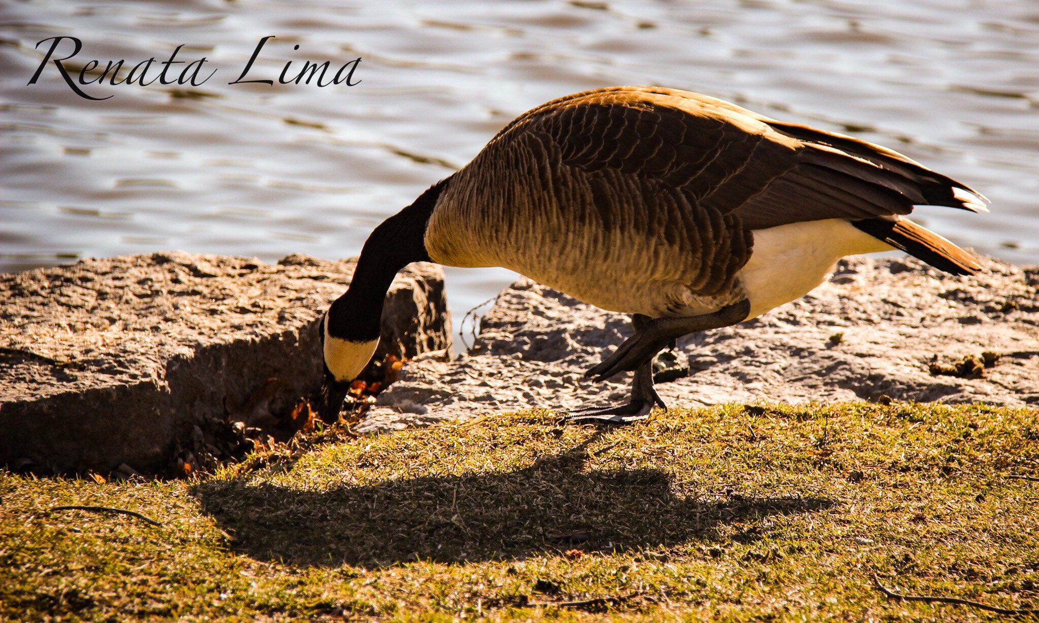 Canon EF-S 18-200mm F3.5-5.6 IS sample photo. Goose photography
