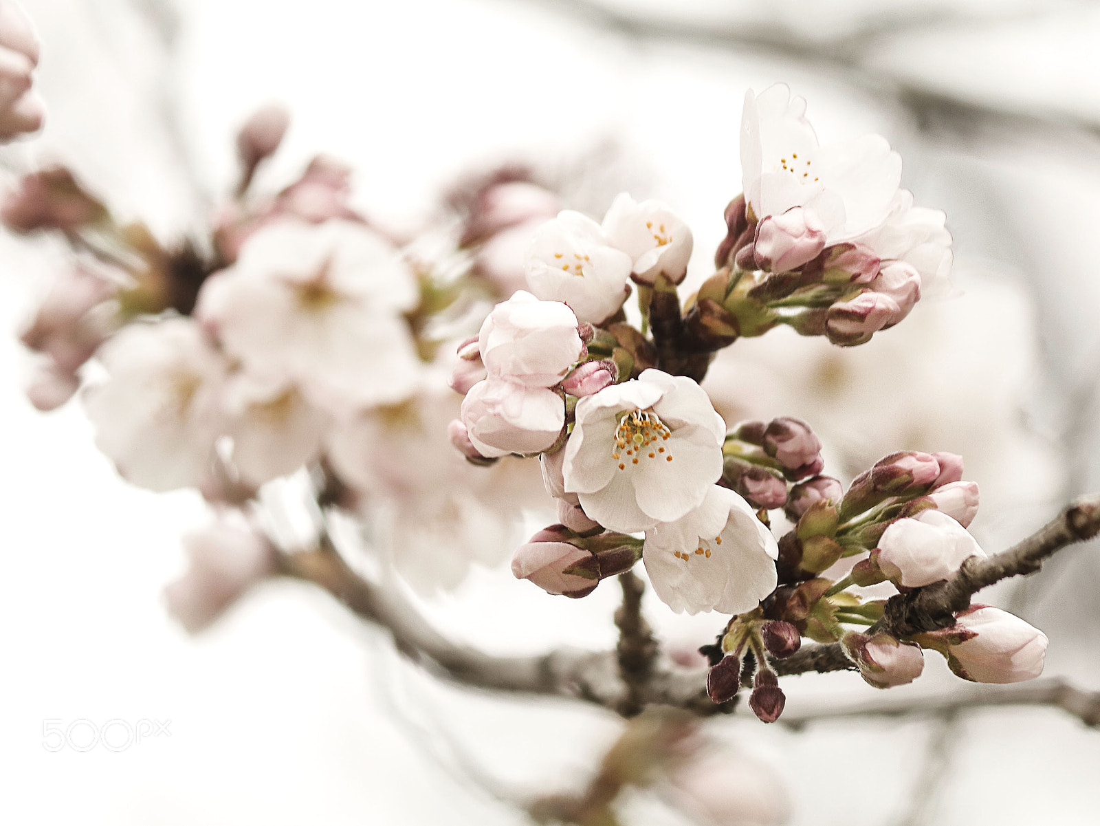 Canon EF-S 55-250mm F4-5.6 IS II sample photo. Cherry blossom photography