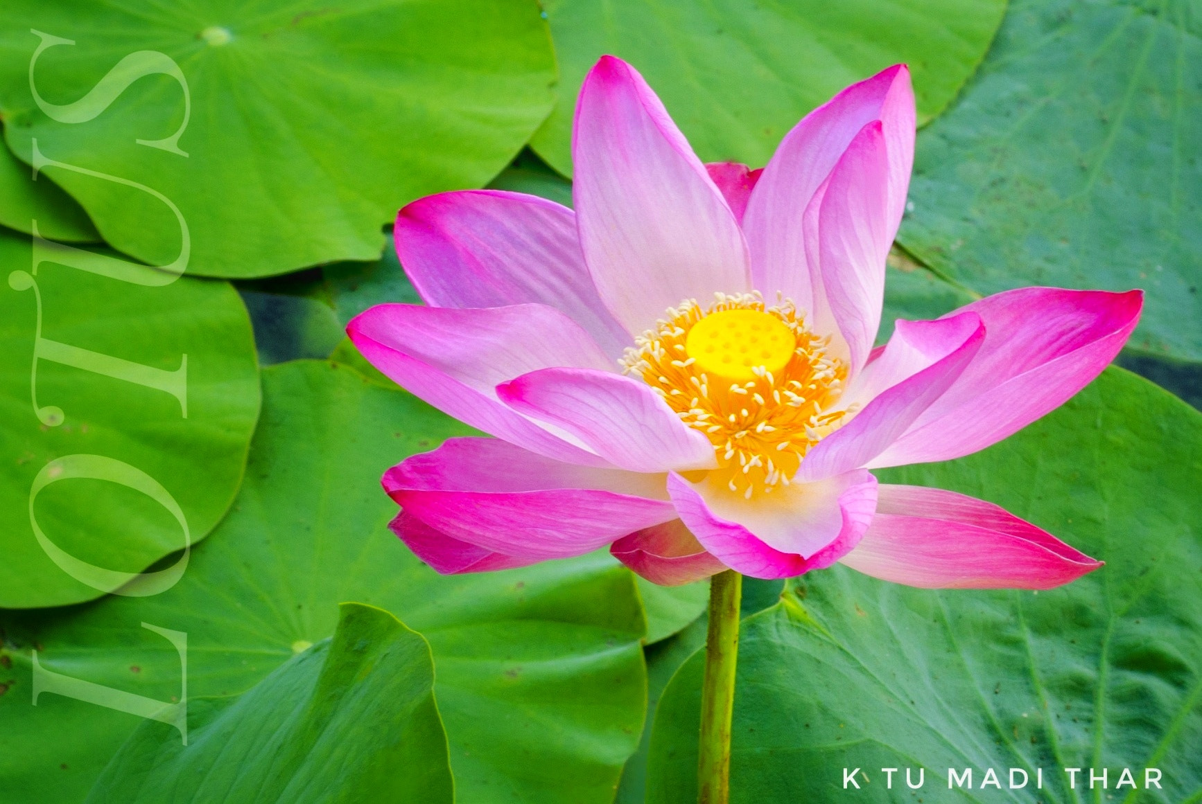 Nikon D7000 sample photo. Lotus  photography