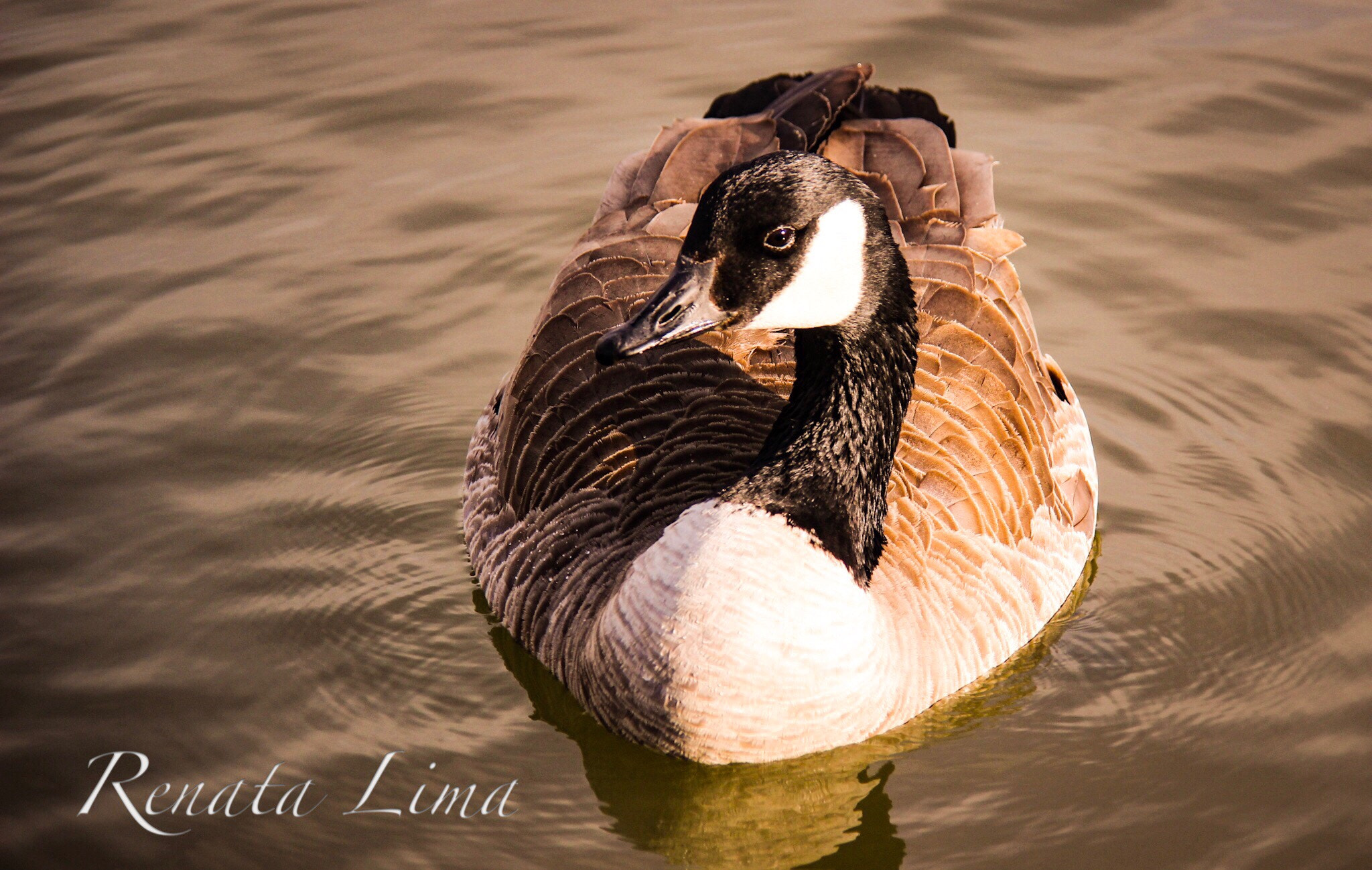 Canon EF-S 18-200mm F3.5-5.6 IS sample photo. Goose swimming photography