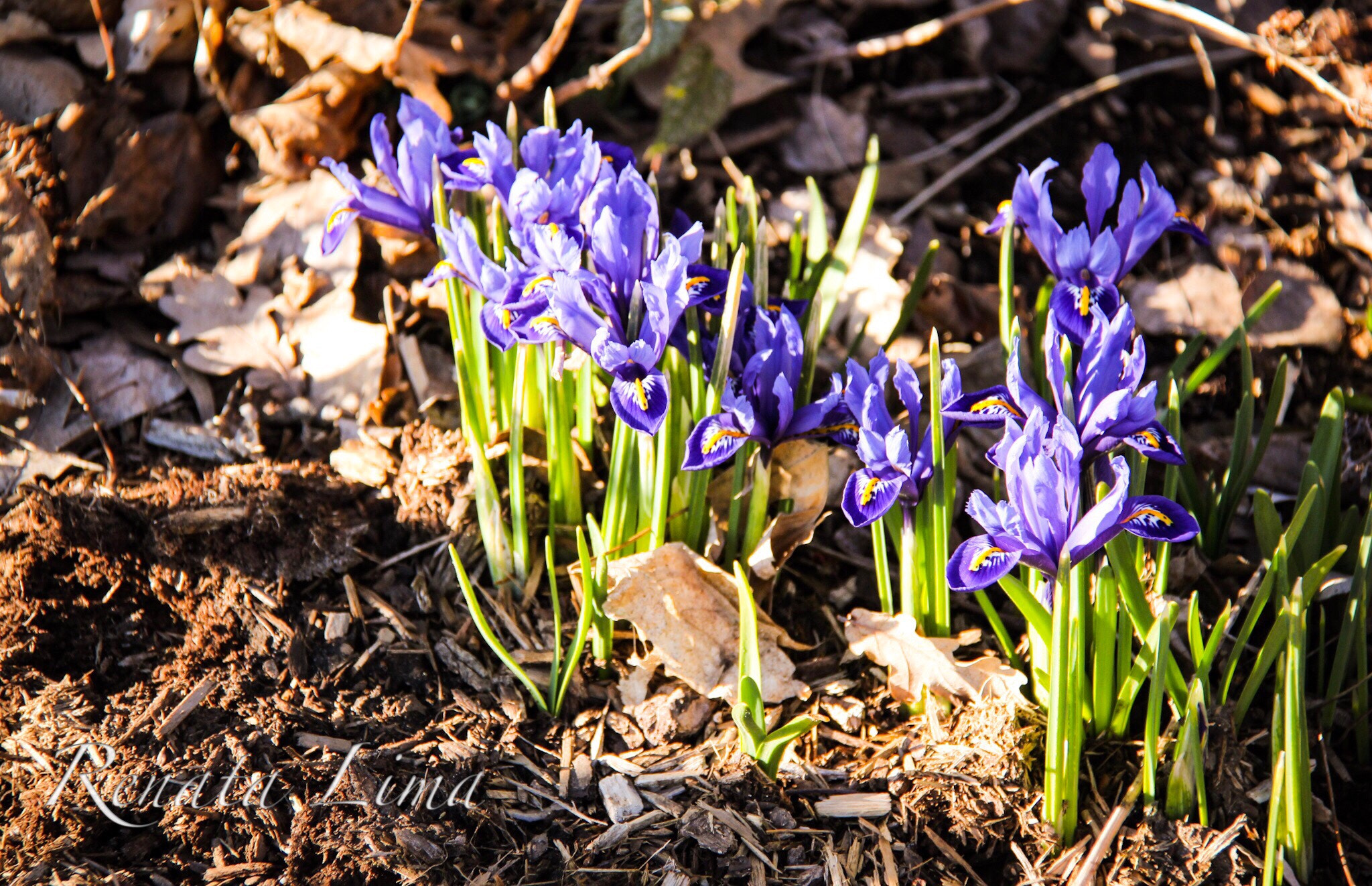 Canon EF-S 18-200mm F3.5-5.6 IS sample photo. Welcome purple spring photography