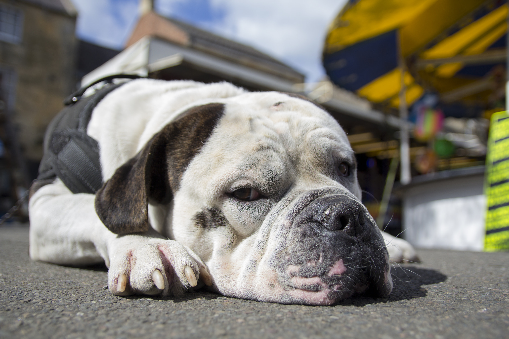 Canon EF-S 17-55mm F2.8 IS USM sample photo. Lazy dog photography
