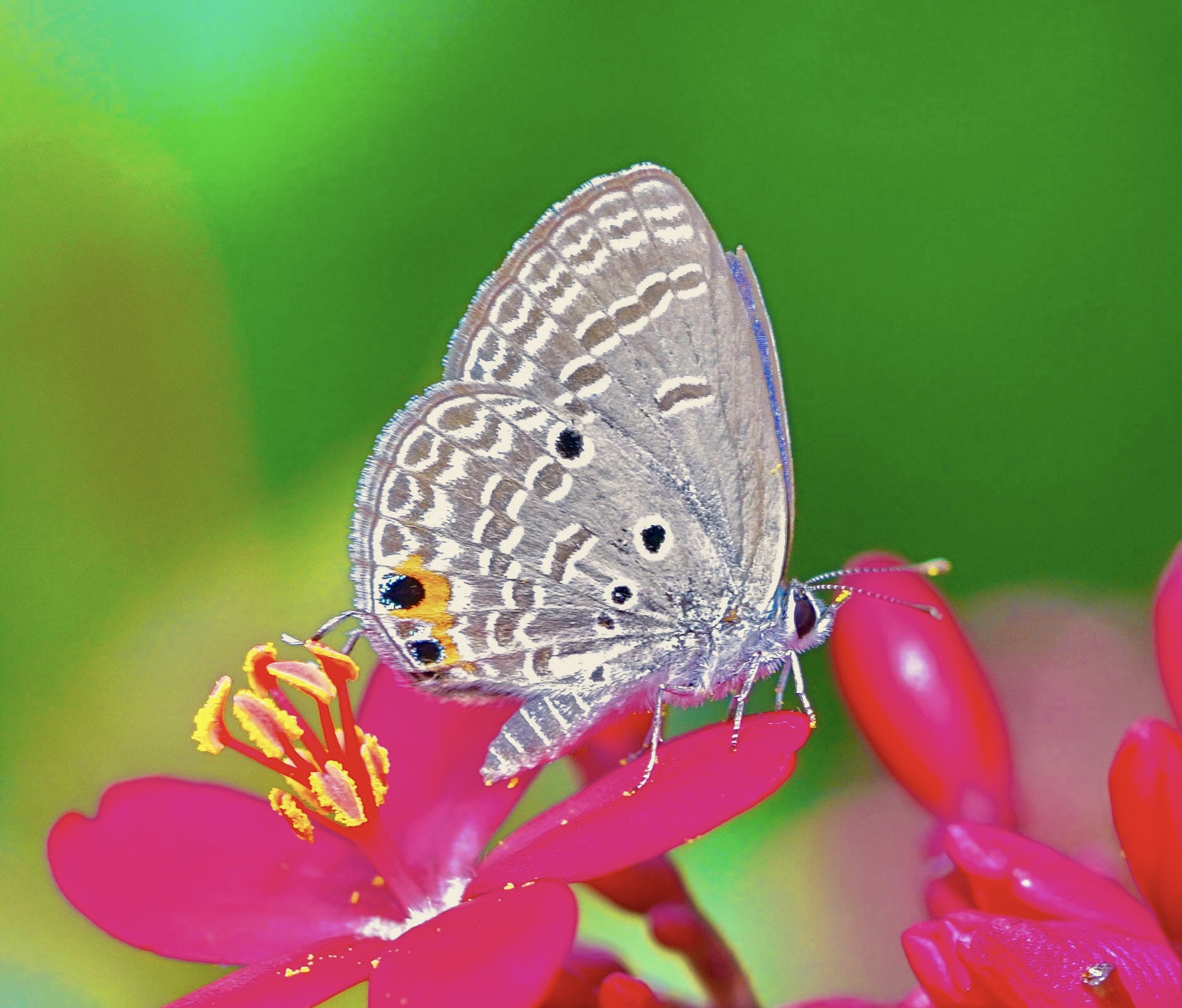Sony a7R II + Sony FE 90mm F2.8 Macro G OSS sample photo. Butterfly photography