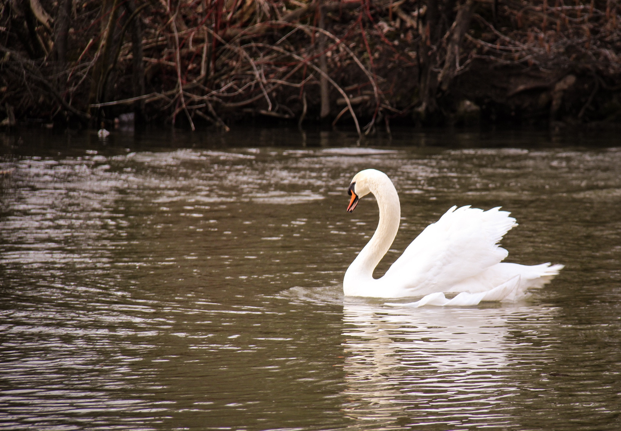 Canon EF-S 18-200mm F3.5-5.6 IS sample photo. Swan side view photography