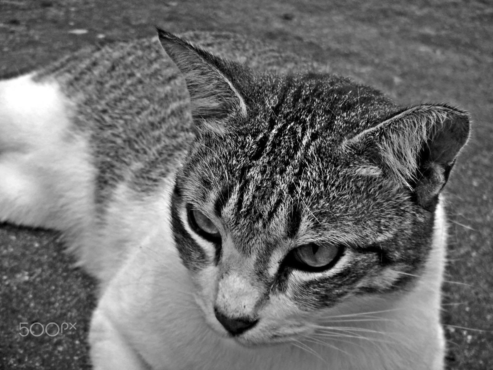 Nikon Coolpix S1200pj sample photo. City cat portrait series photography
