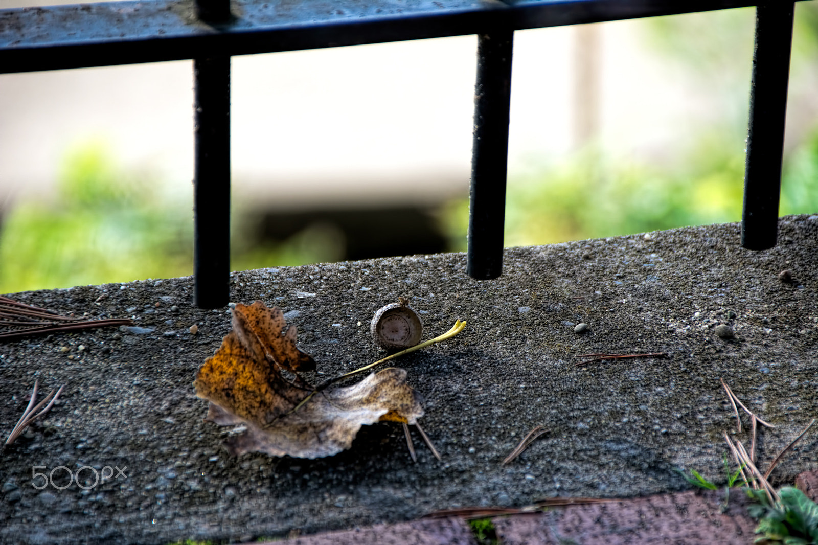 Nikon D7100 sample photo. Leaf and acorn shell photography