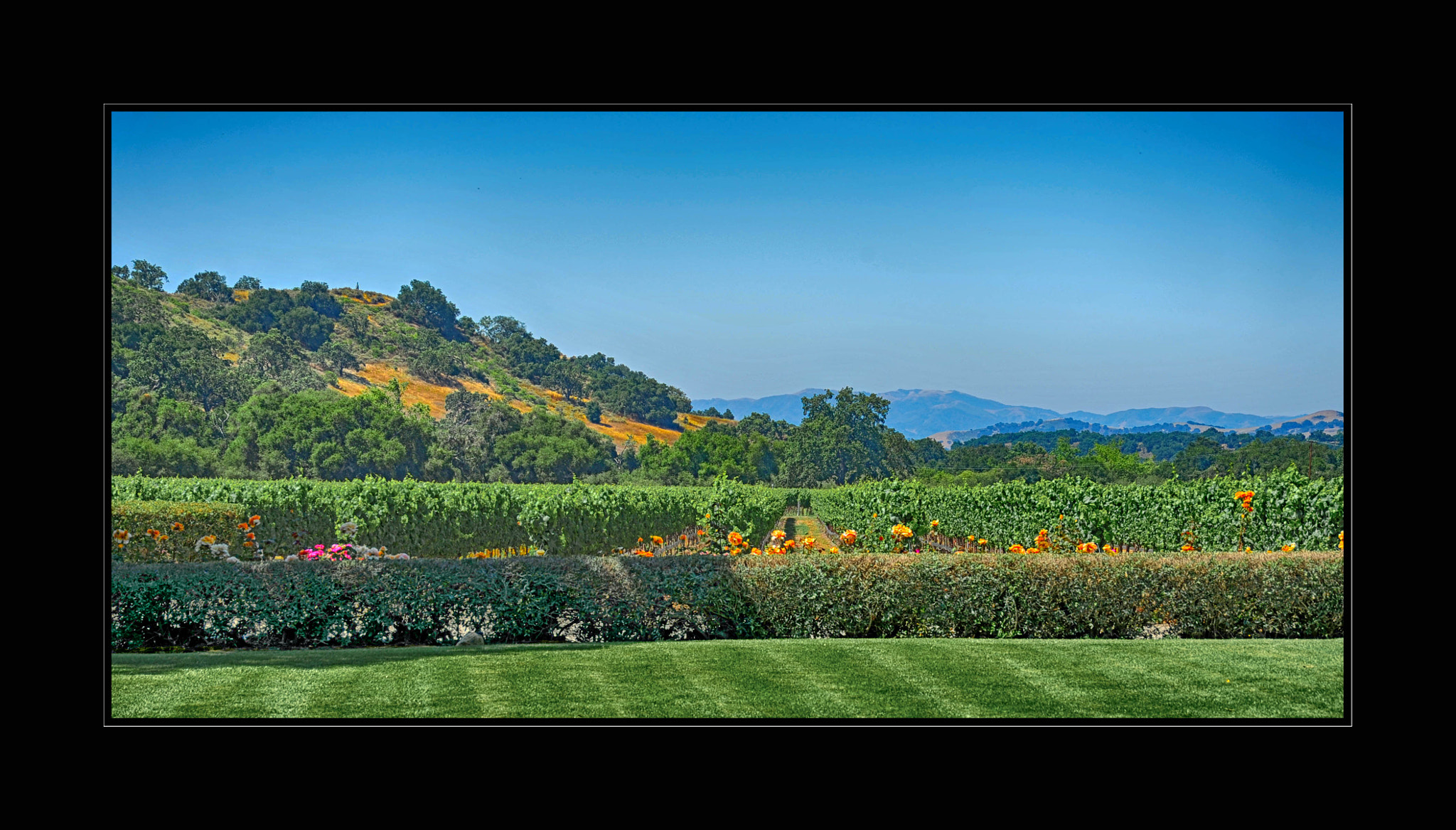 Nikon D700 sample photo. Santa barbara wine country photography