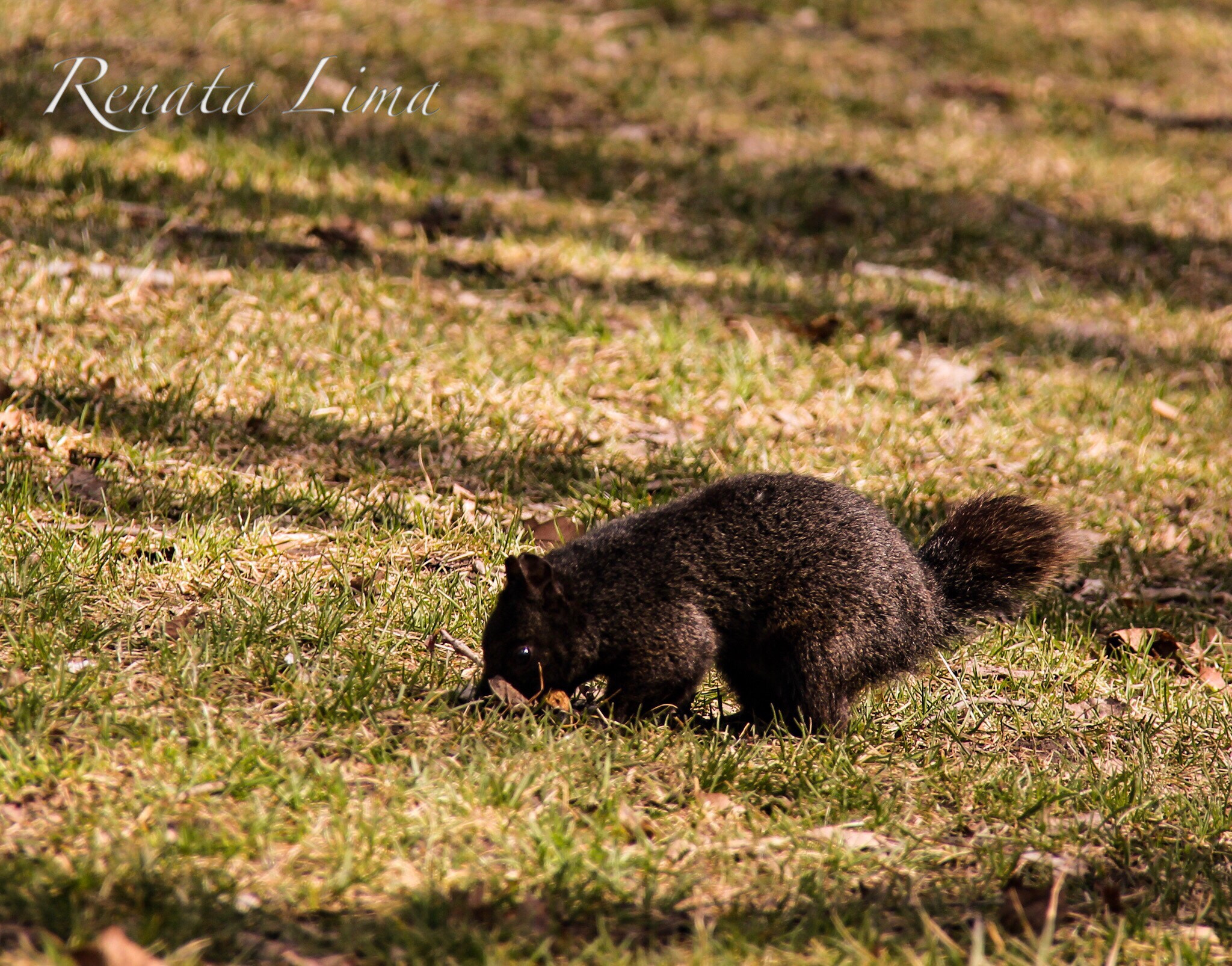 Canon EOS 600D (Rebel EOS T3i / EOS Kiss X5) + Canon EF-S 18-200mm F3.5-5.6 IS sample photo. Black squirrel in the beginning of the spring photography