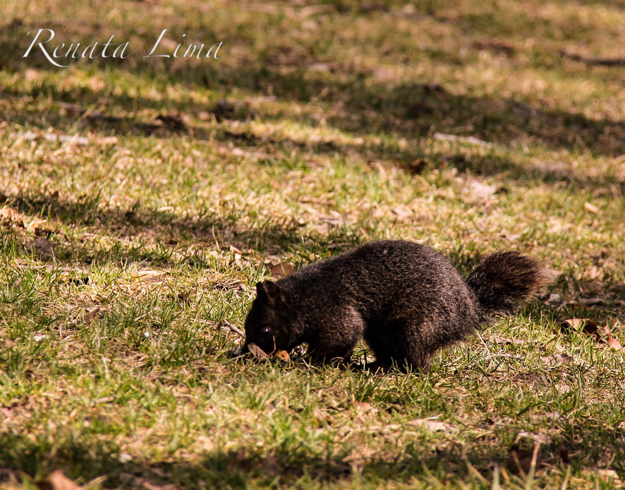 Canon EF-S 18-200mm F3.5-5.6 IS sample photo. Black squirrel in the beginning of the spring photography