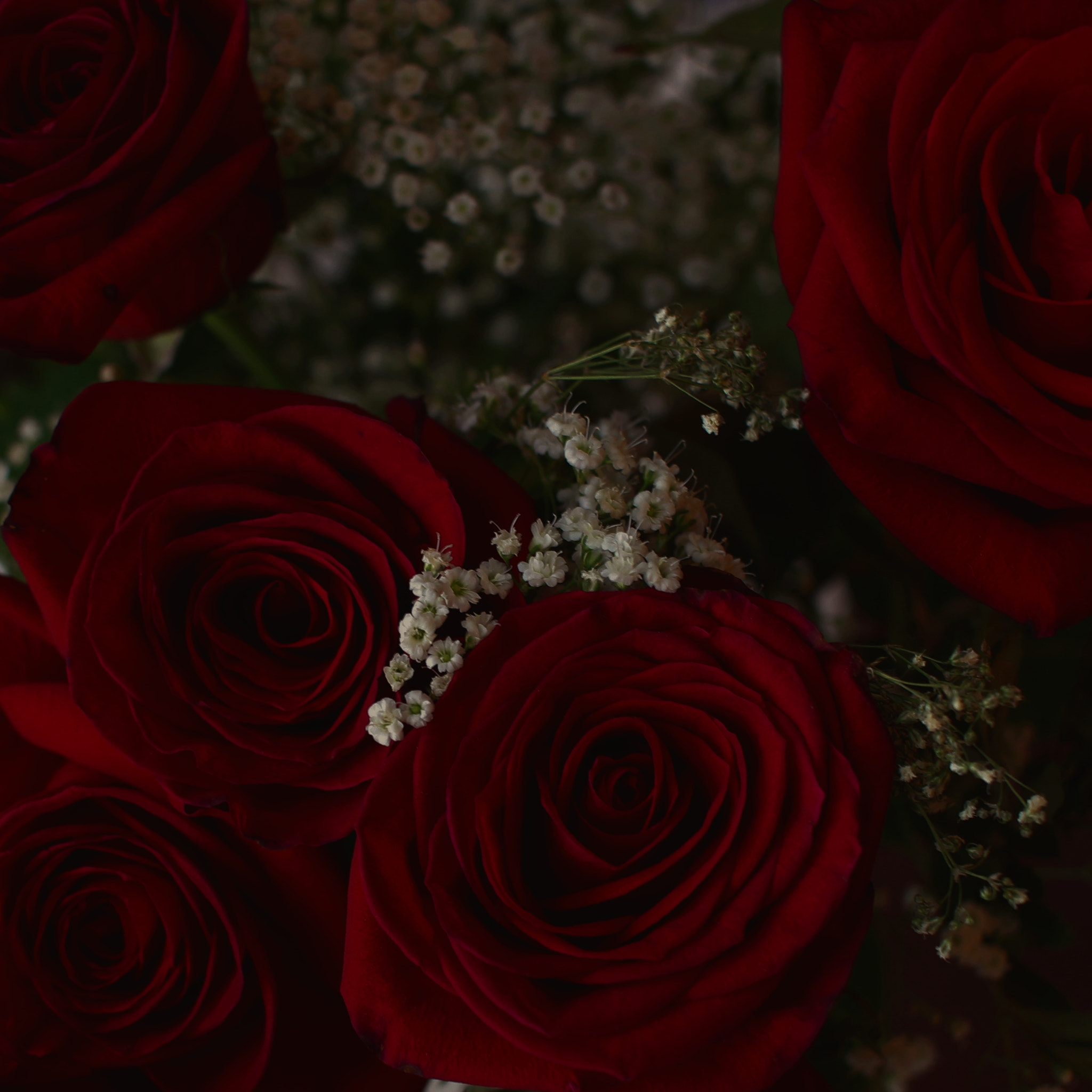 Canon EOS 100D (EOS Rebel SL1 / EOS Kiss X7) + Canon EF-S 24mm F2.8 STM sample photo. Roses are red photography