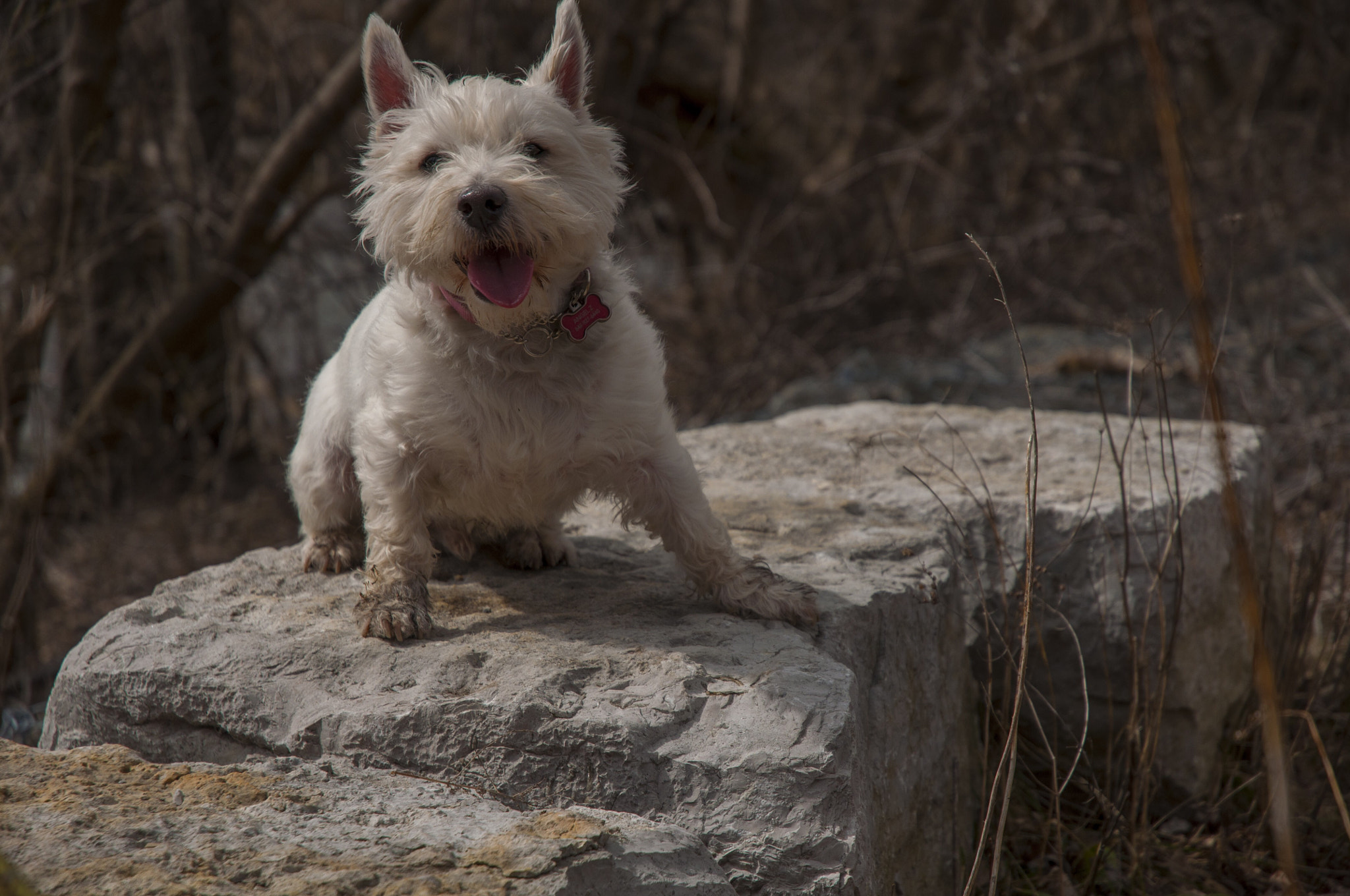Nikon D90 sample photo. Tobby sit photography