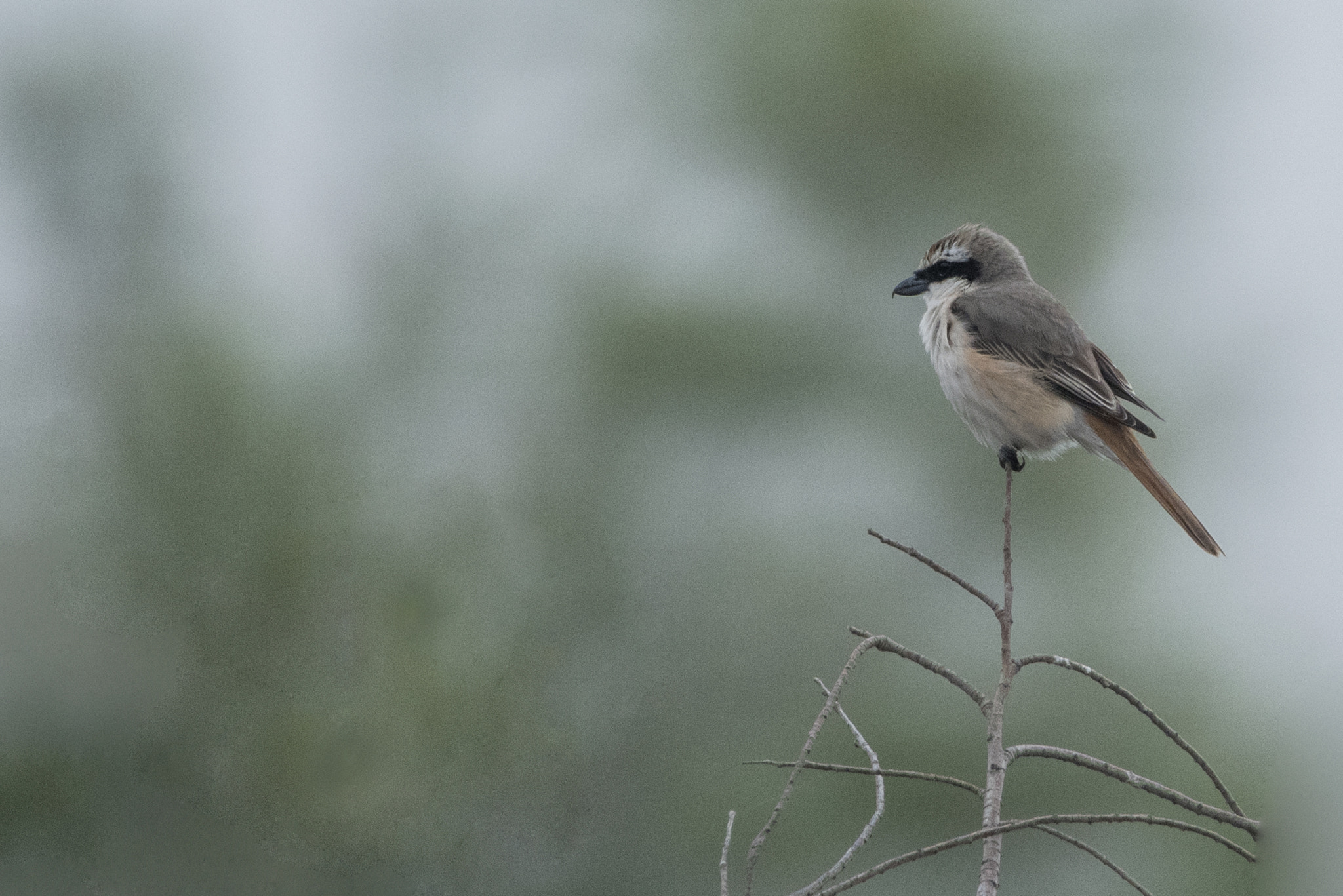 Nikon D750 + Sigma 150-600mm F5-6.3 DG OS HSM | C sample photo. Isabelline shrike photography