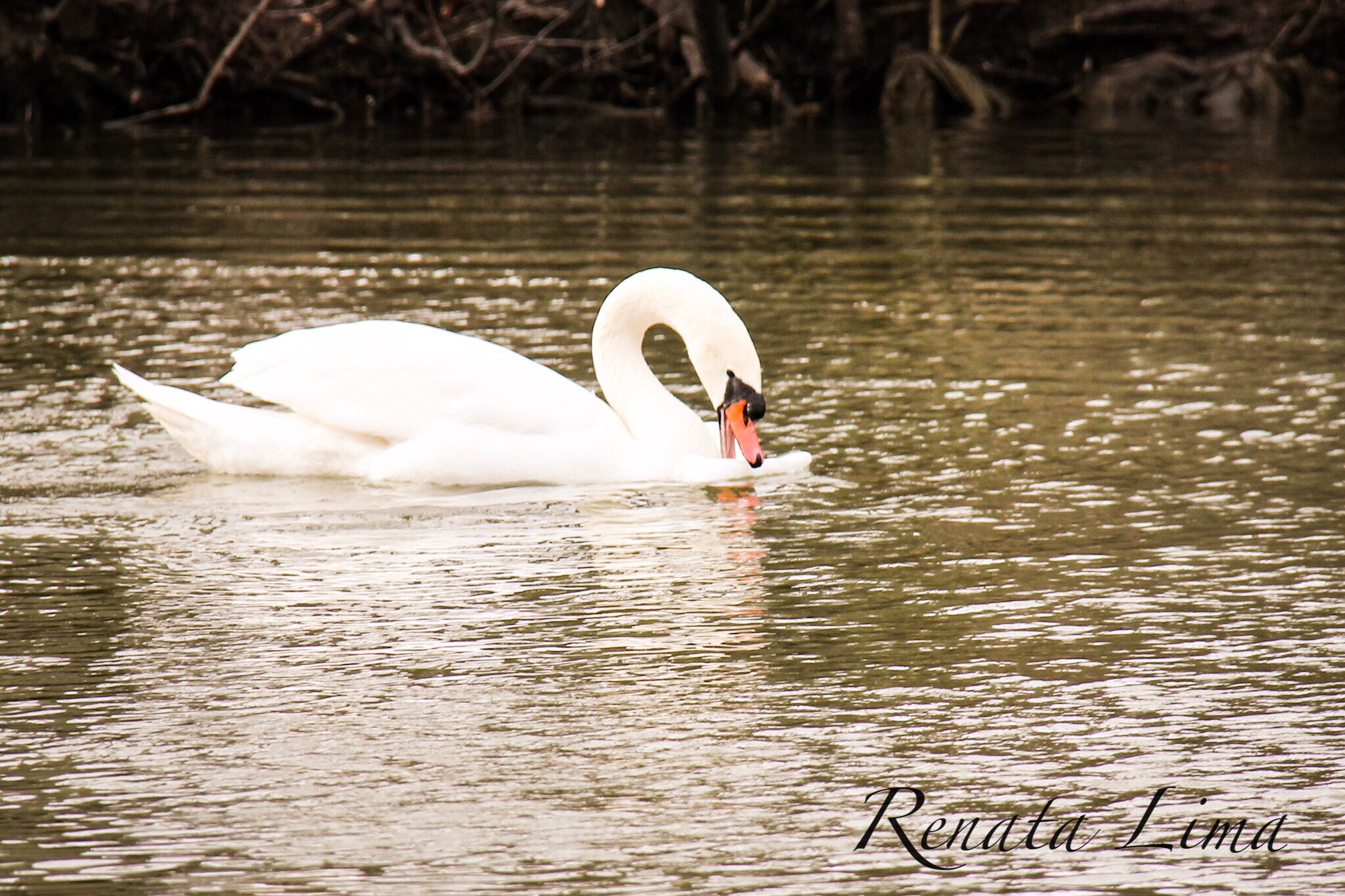 Canon EOS 600D (Rebel EOS T3i / EOS Kiss X5) + Canon EF-S 18-200mm F3.5-5.6 IS sample photo. Swan eating plastic in the lake... people should not throw their garbage in the nature.... photography
