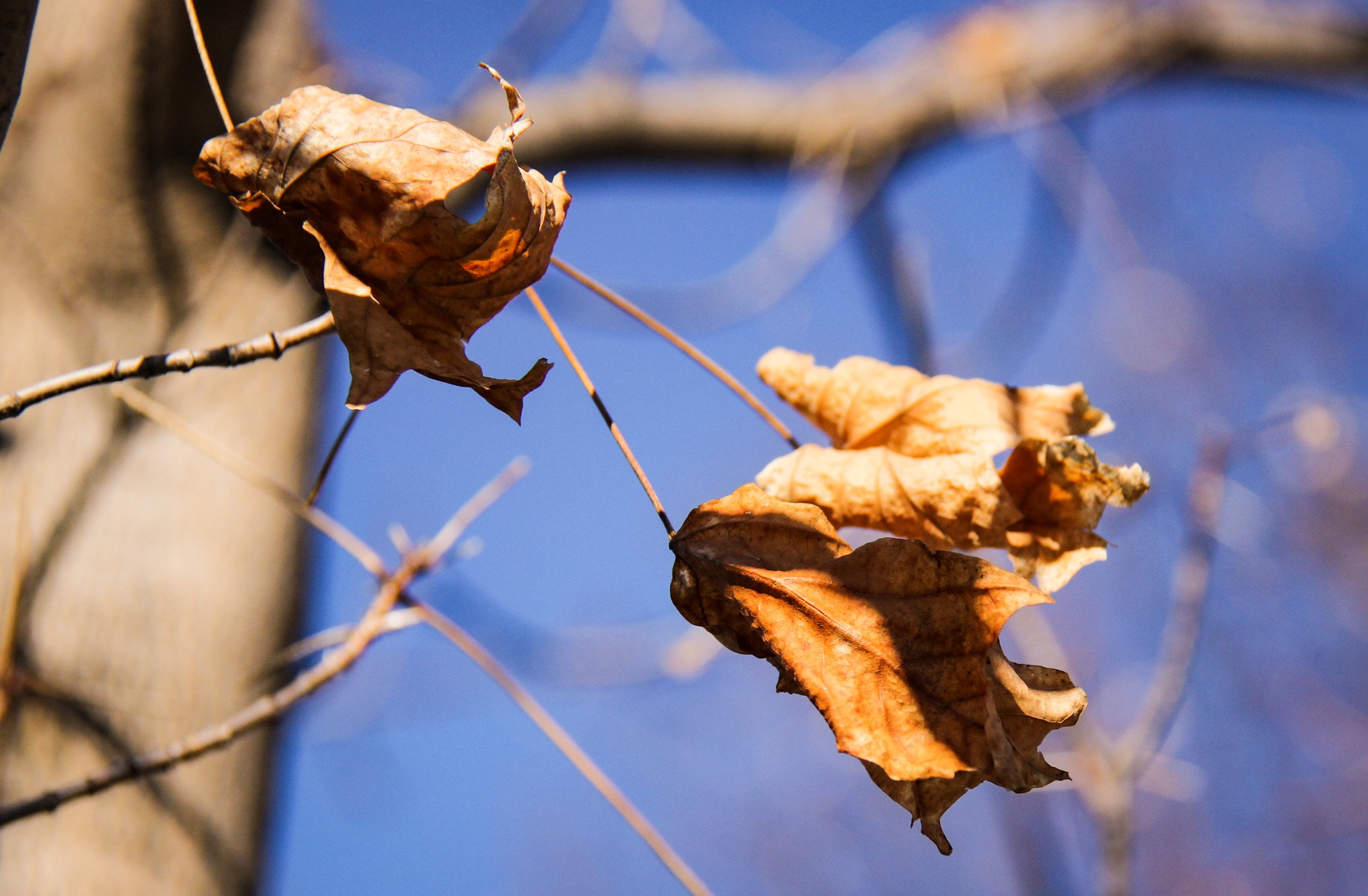 Canon EF-S 18-200mm F3.5-5.6 IS sample photo. Bye bye winter, welcome spring photography