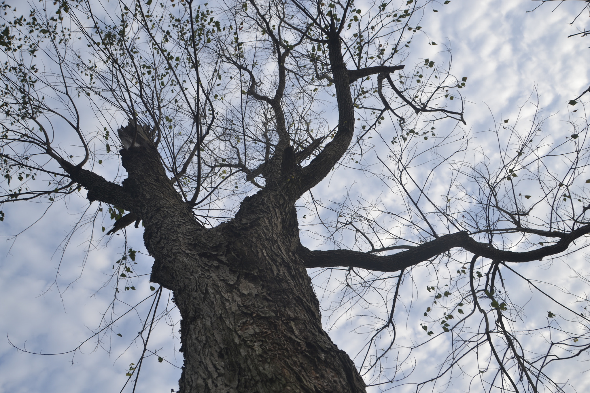 Nikon D3100 sample photo. Tree photography