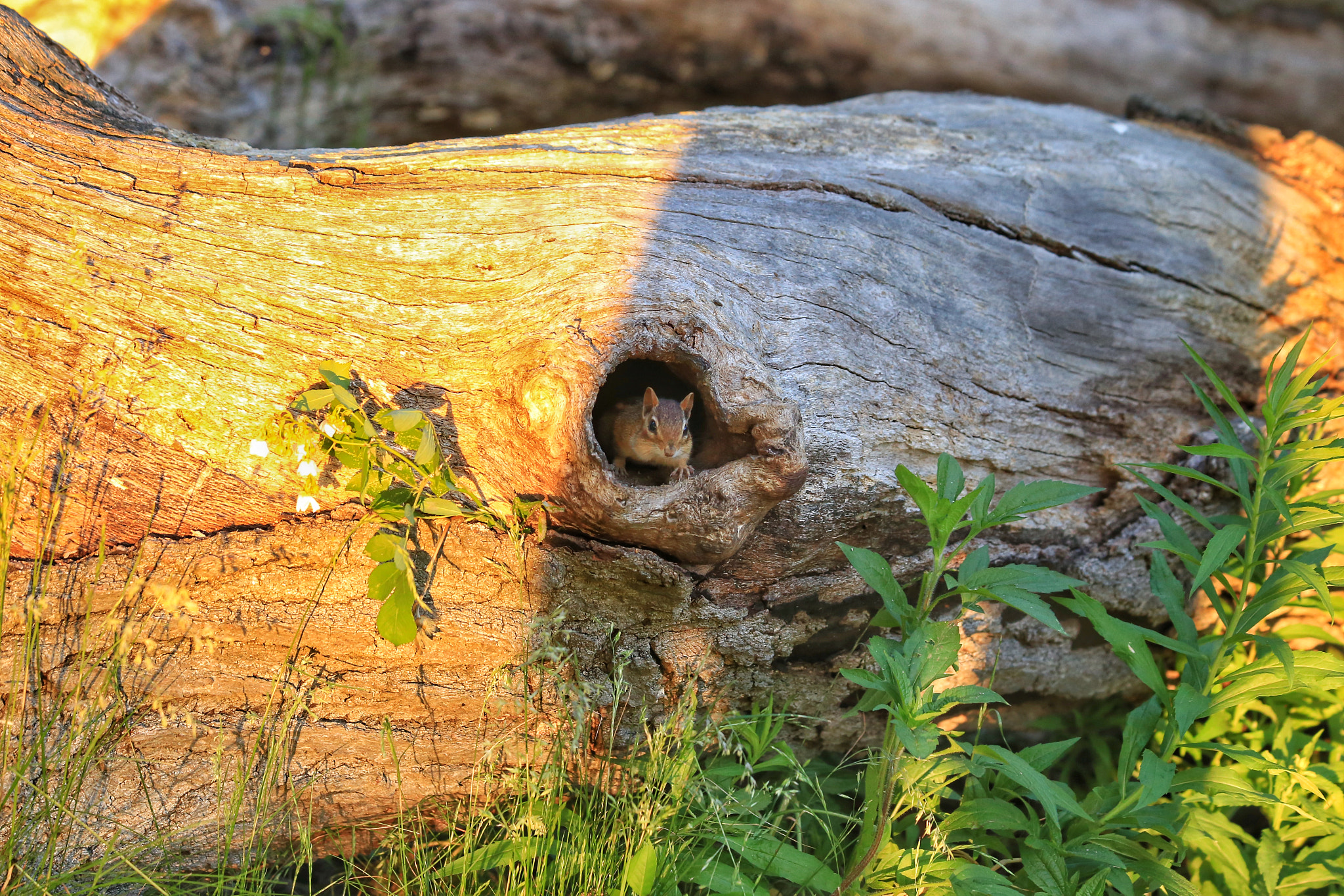 Canon EF 70-300mm F4-5.6 IS USM sample photo