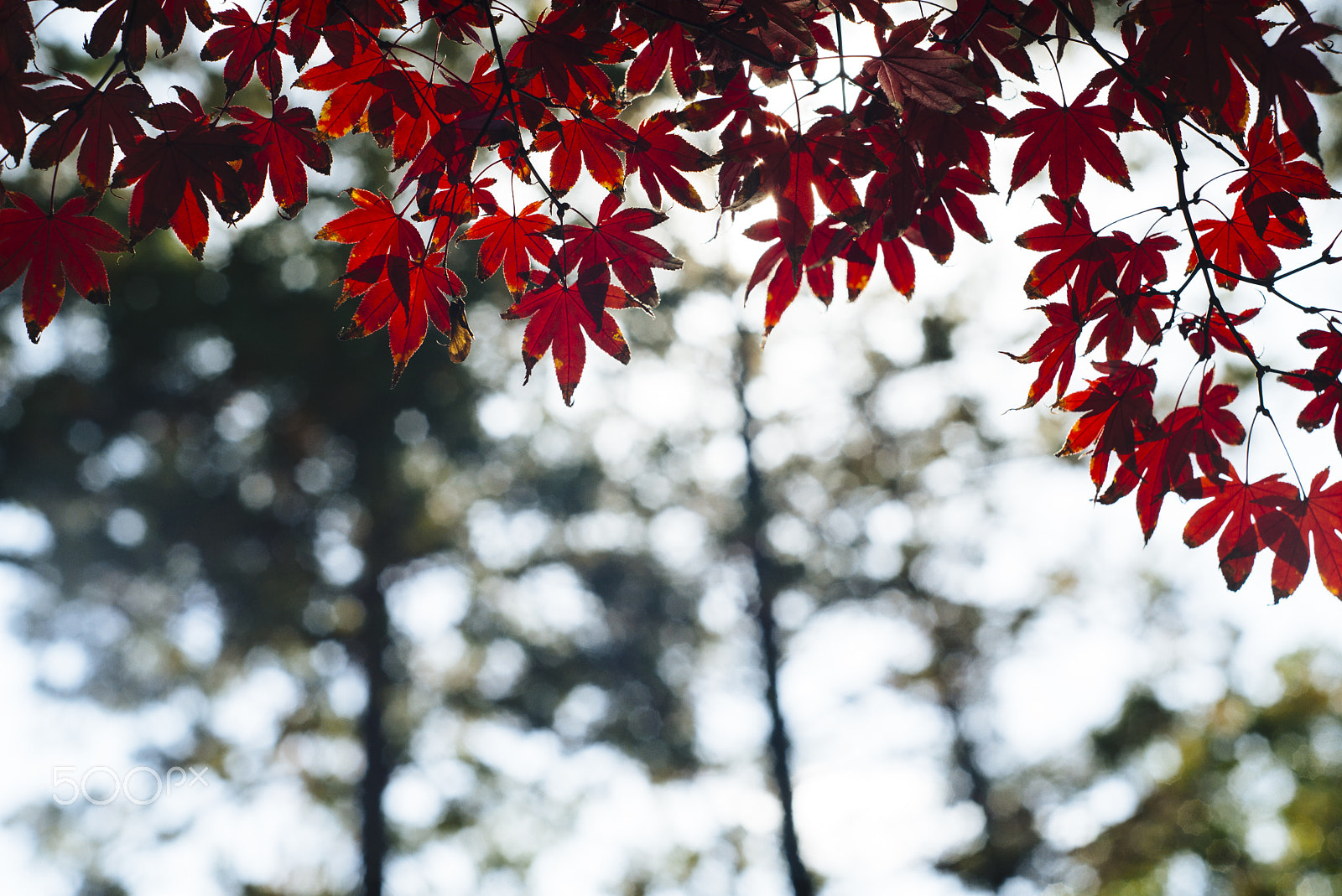 Leica M (Typ 240) + Leica APO-Summicron-M 75mm F2 ASPH sample photo. Autumn bokehs photography