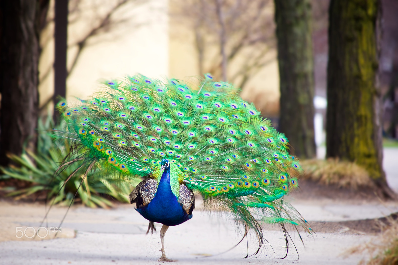 Canon EF 70-300mm F4-5.6 IS USM sample photo. Dance like no one is watching photography