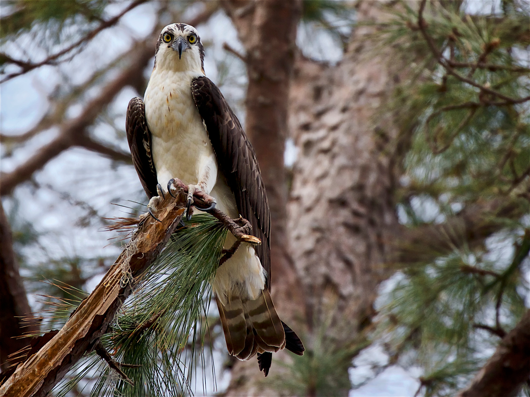 Canon EF 70-300mm F4-5.6L IS USM sample photo. Sharp as talons photography