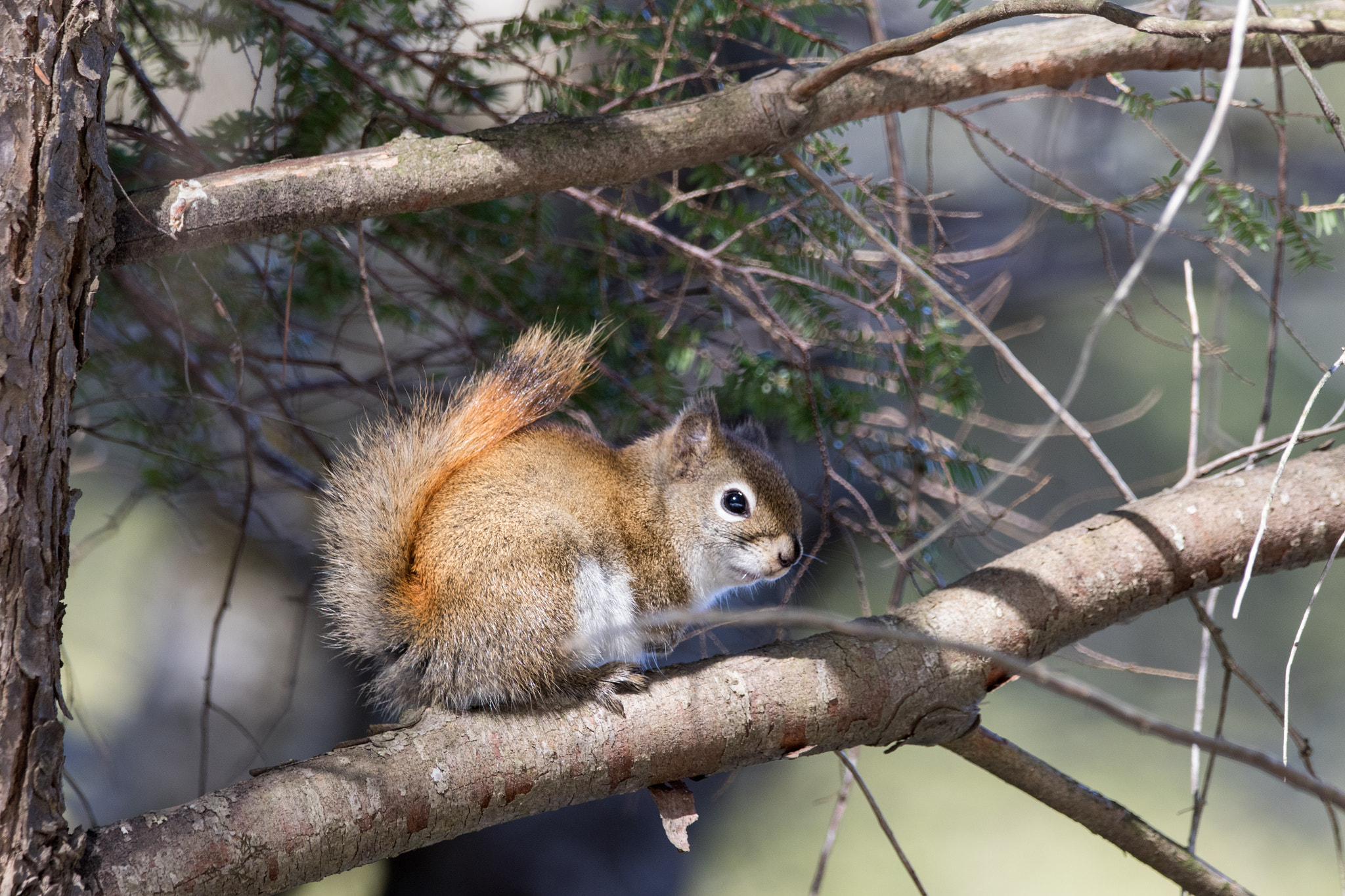 150-600mm F5-6.3 DG OS HSM | Contemporary 015 sample photo. Watcher in the woods photography