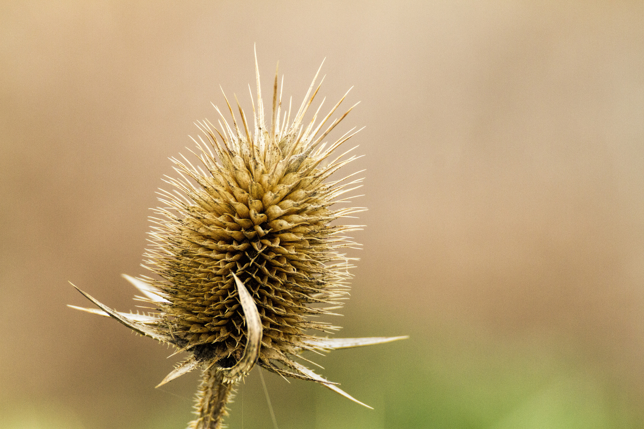 Tamron SP 35mm F1.8 Di VC USD sample photo. Img photography
