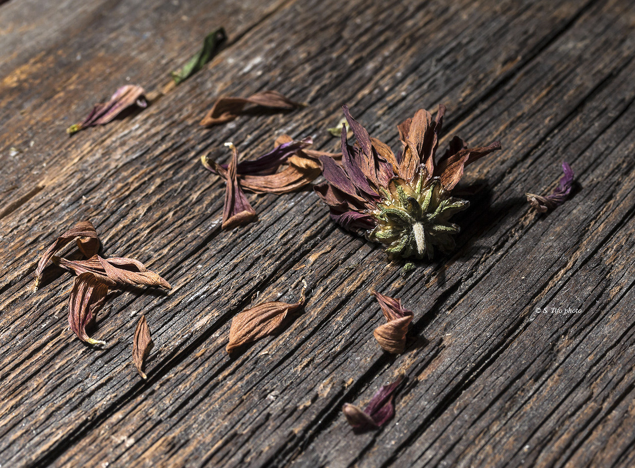 Canon EOS 70D + Canon EF-S 60mm F2.8 Macro USM sample photo. Old flower .. photography