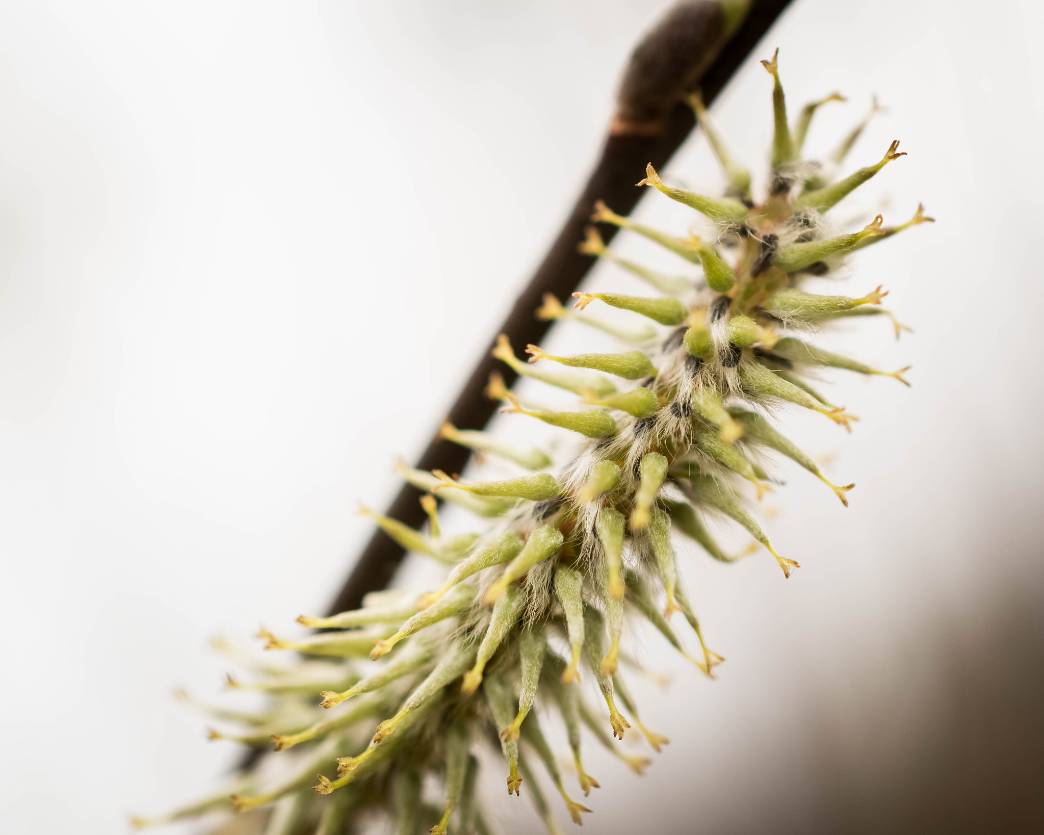 Nikon AF-S DX Micro Nikkor 40mm F2.8 sample photo. Floral caterpillar photography