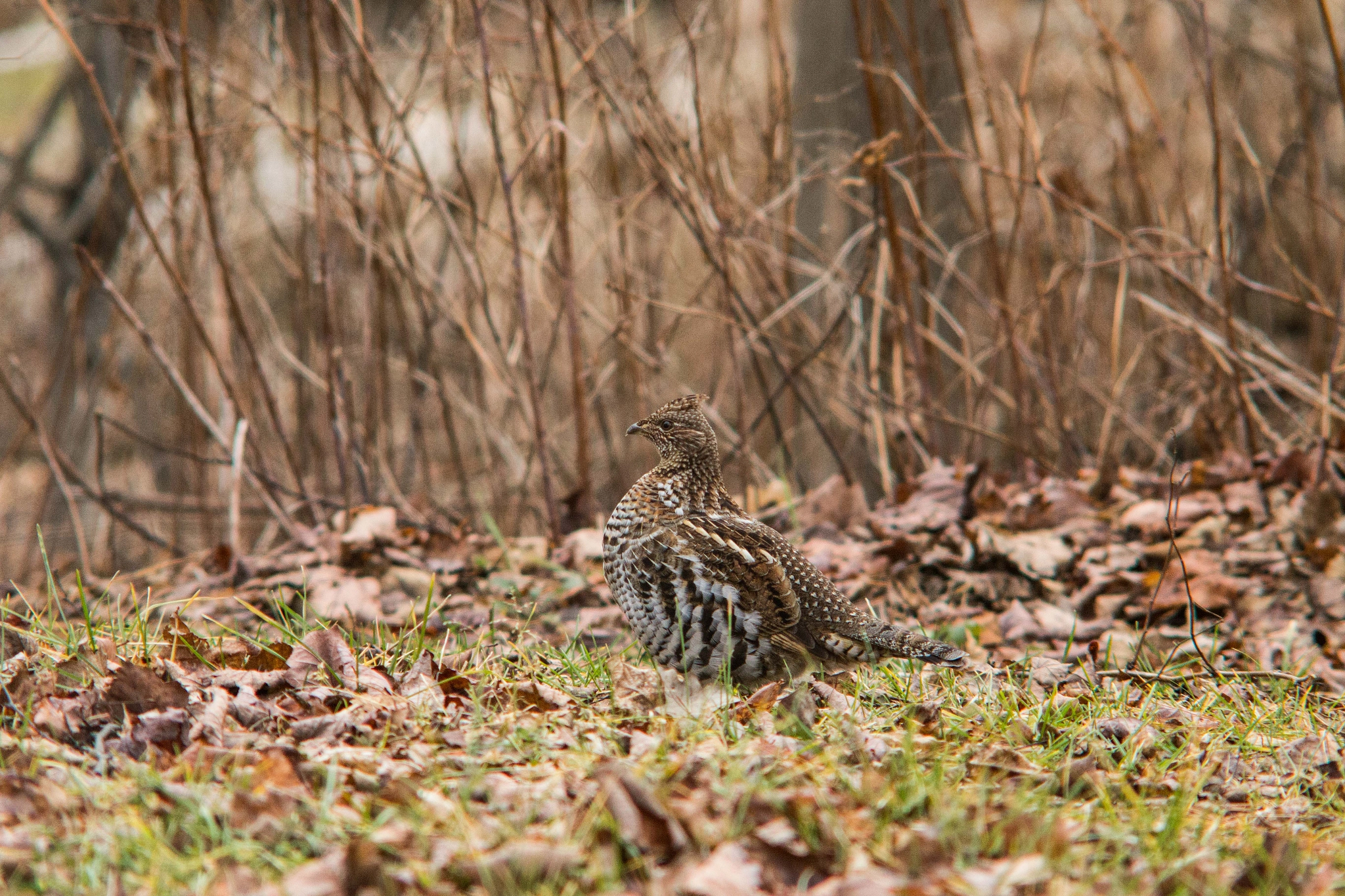Canon EF 35-80mm f/4-5.6 sample photo. Bine again photography