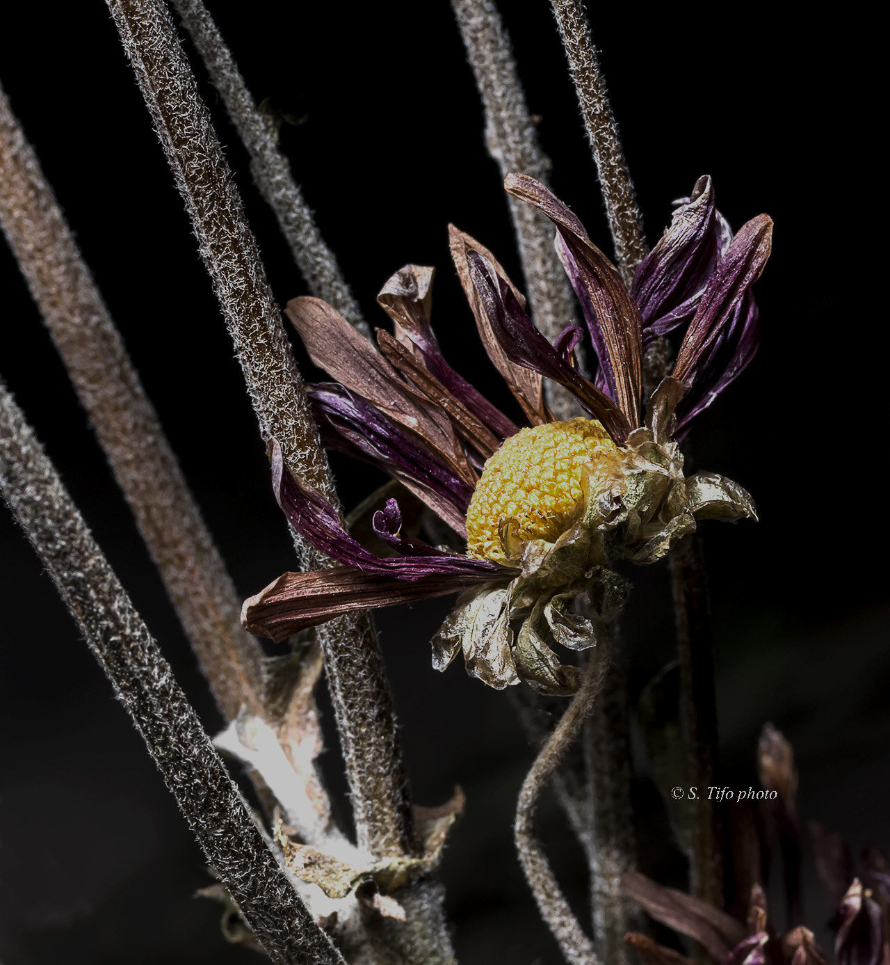 Canon EOS 70D sample photo. Old flower .. 2 .. photography