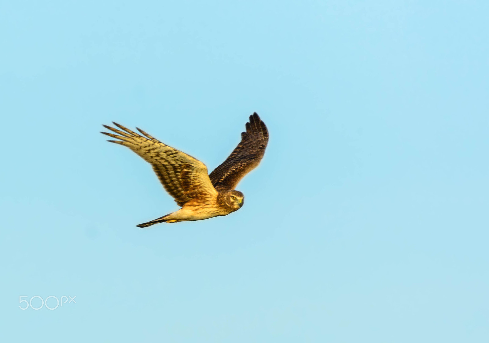 Nikon D7100 sample photo. Northern-harrier photography