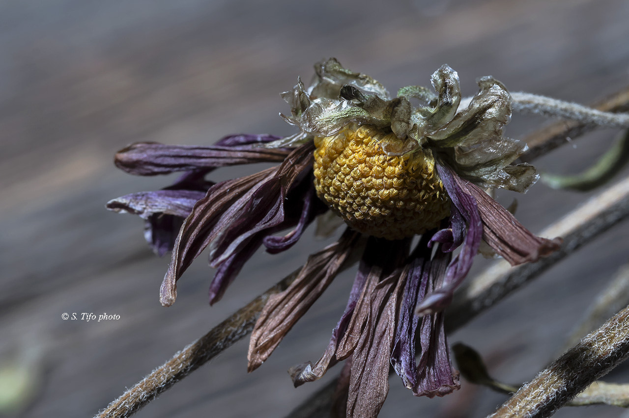 Canon EOS 70D sample photo. Old flower ... 3 .. photography