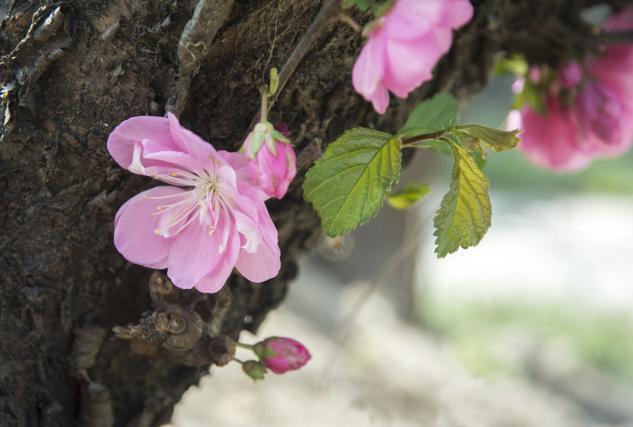 Nikon D7100 sample photo. Beijing photography