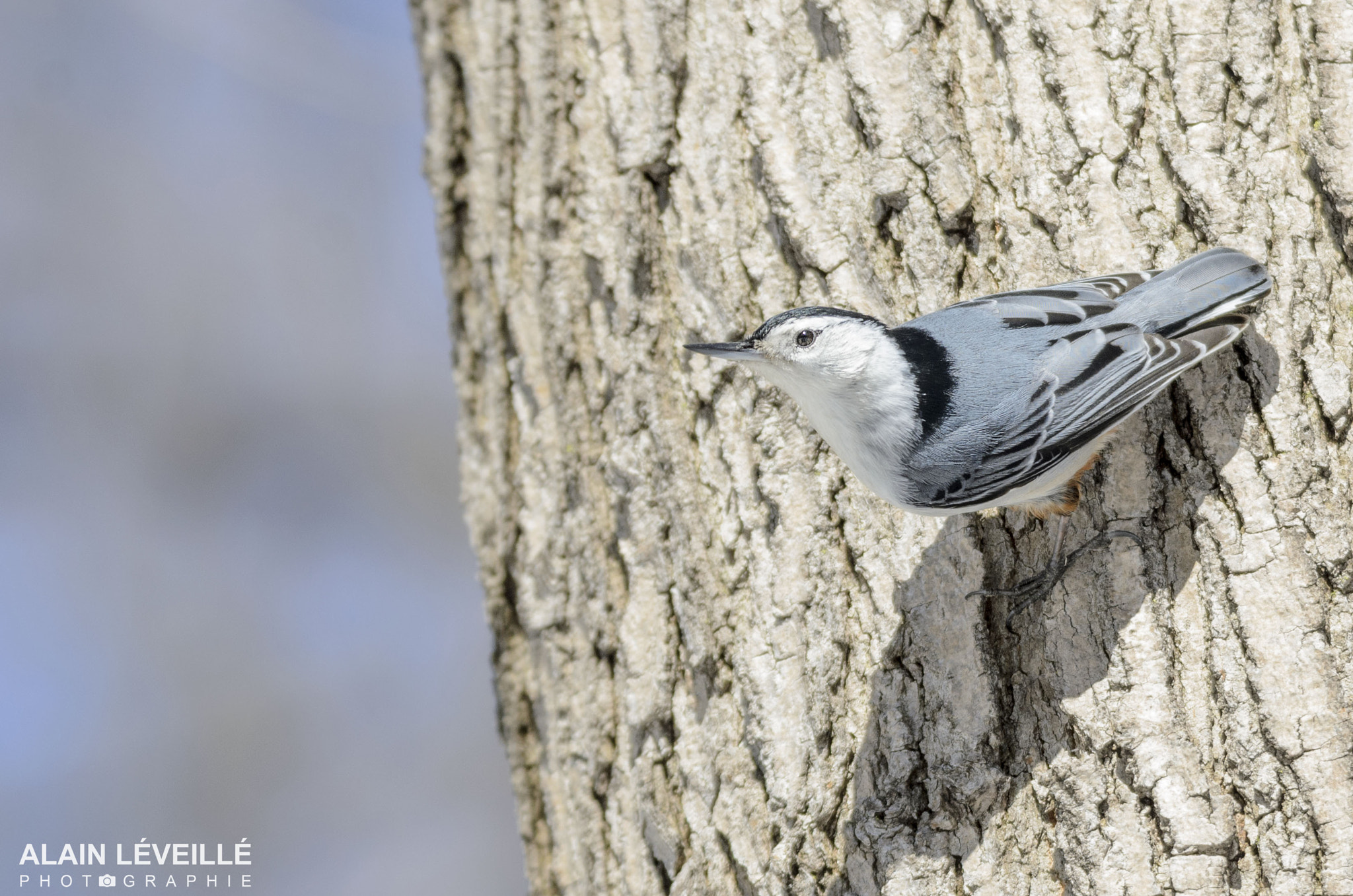 Nikon D7000 sample photo. White-breasted nuthatch photography