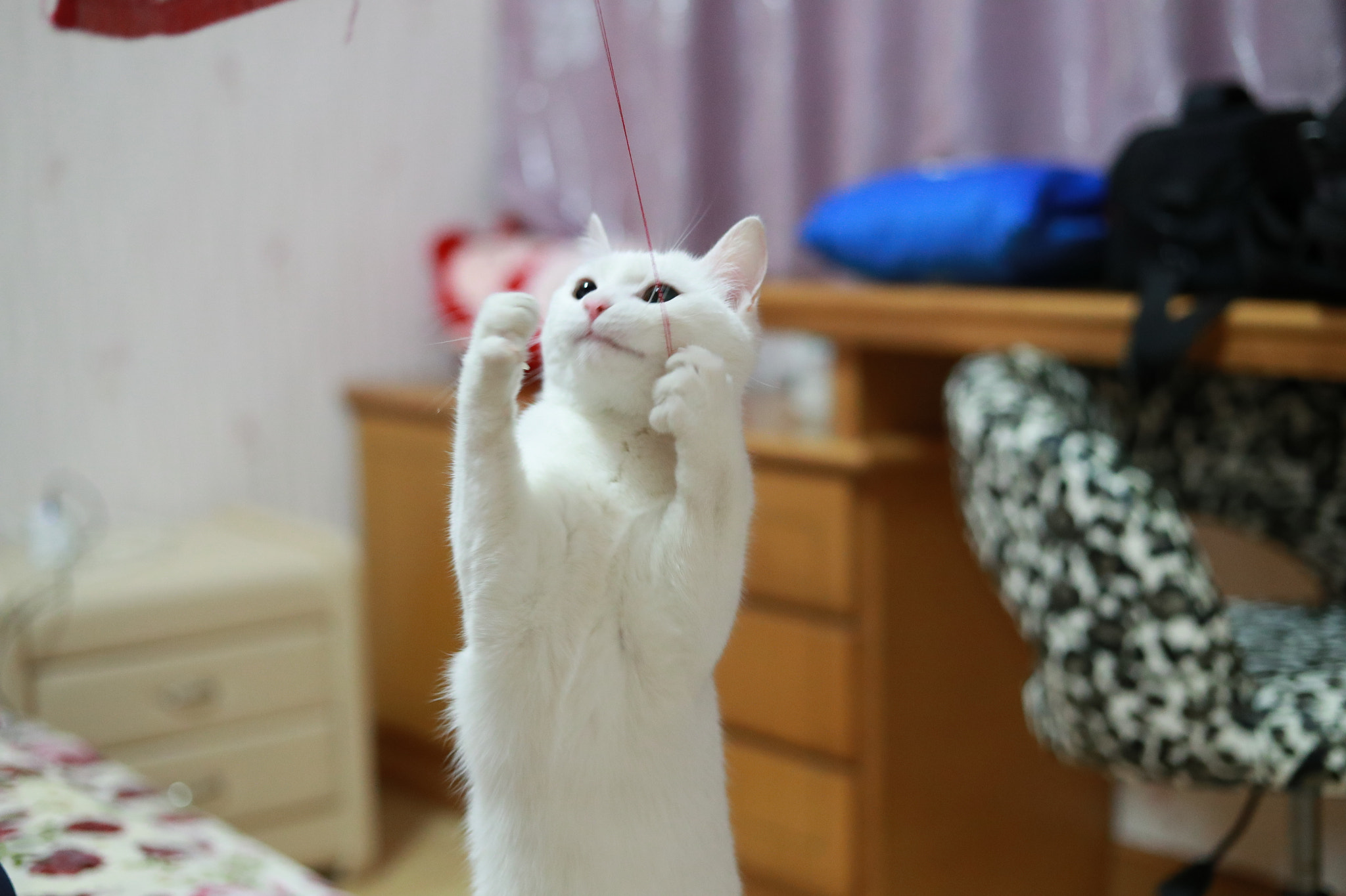 Canon EOS-1D X Mark II sample photo. 放风筝的小猫咪 photography