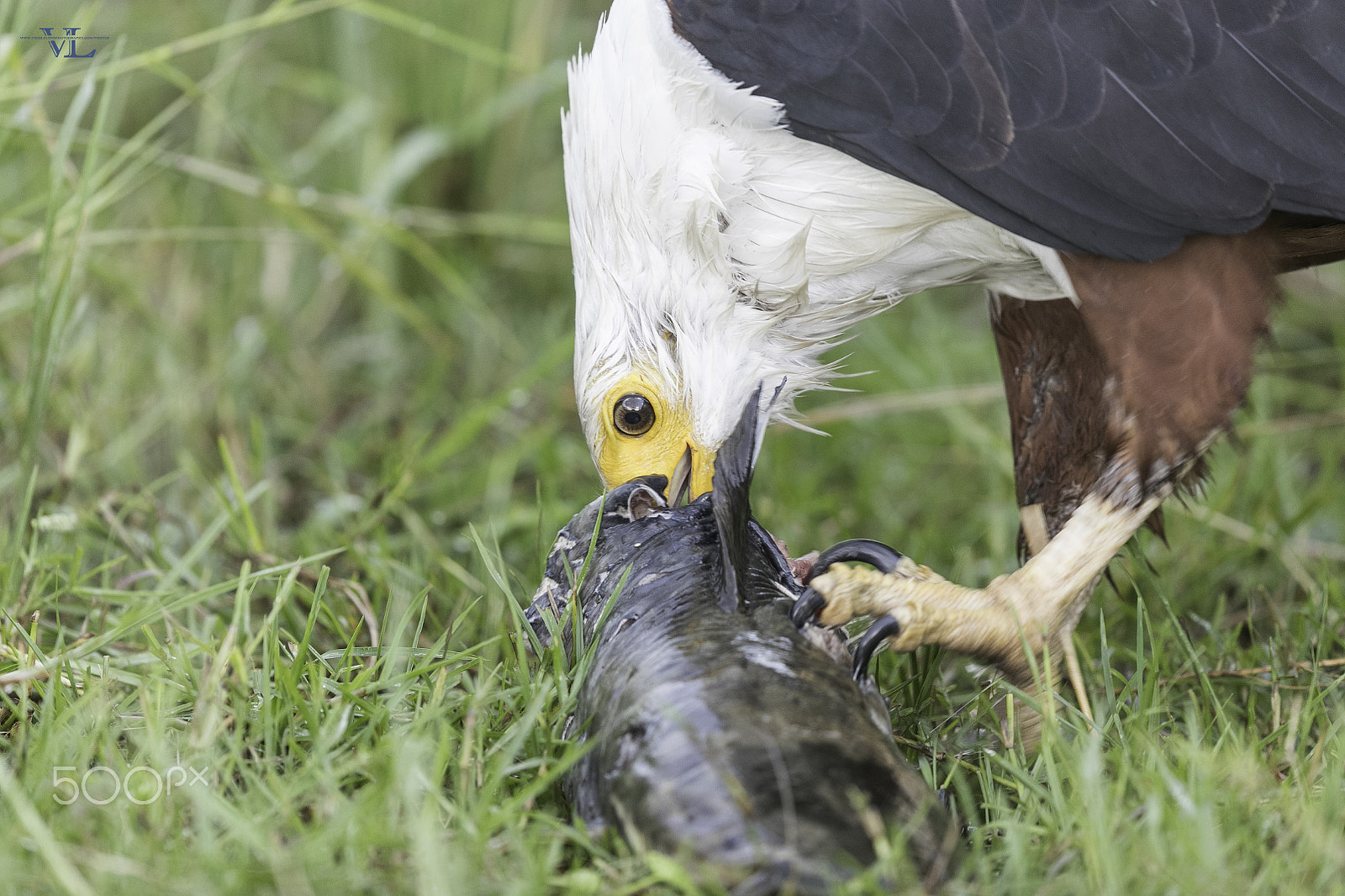 Canon EOS-1D X Mark II + Canon EF 600mm F4L IS II USM sample photo. Catfish photography