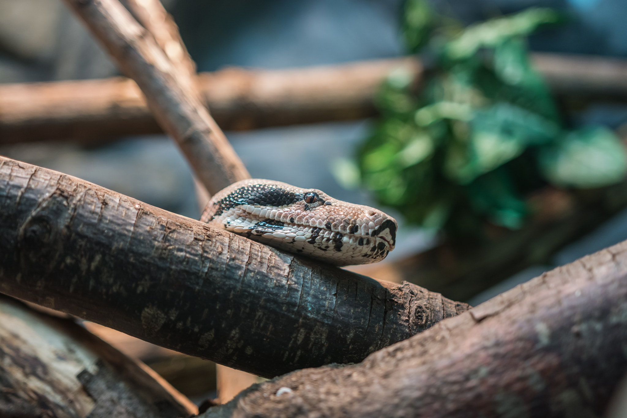 Nikon D7100 sample photo. Snake photography