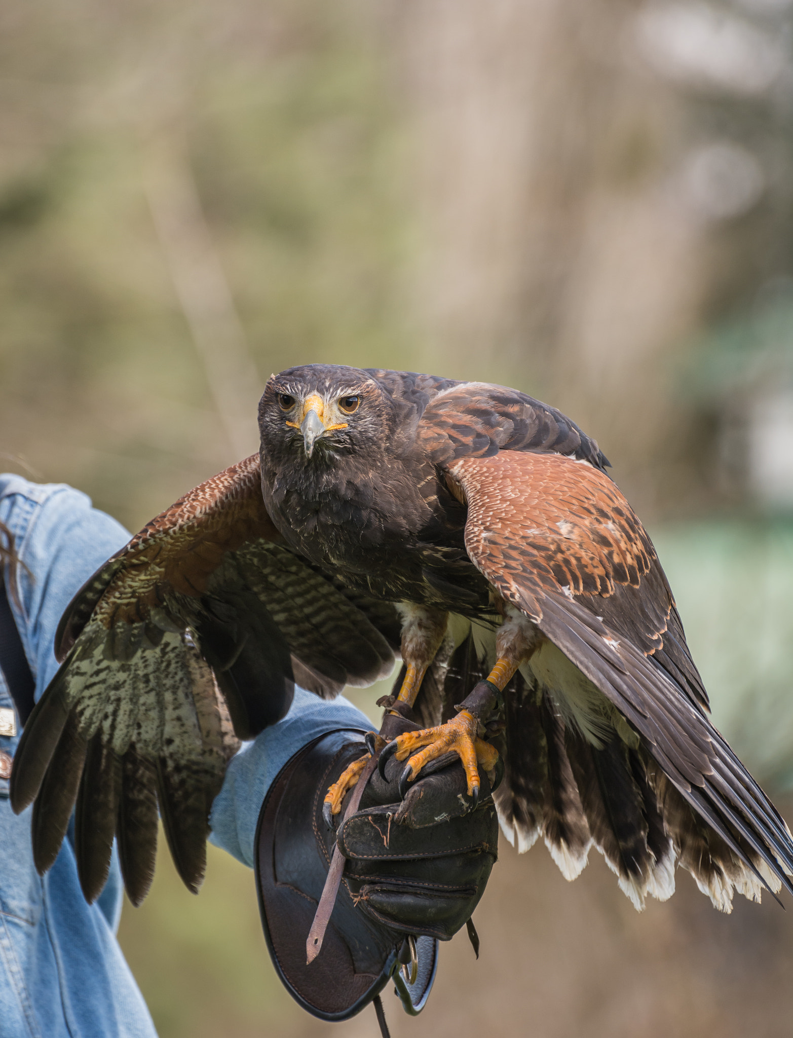 Nikon D7100 sample photo. Hawk photography