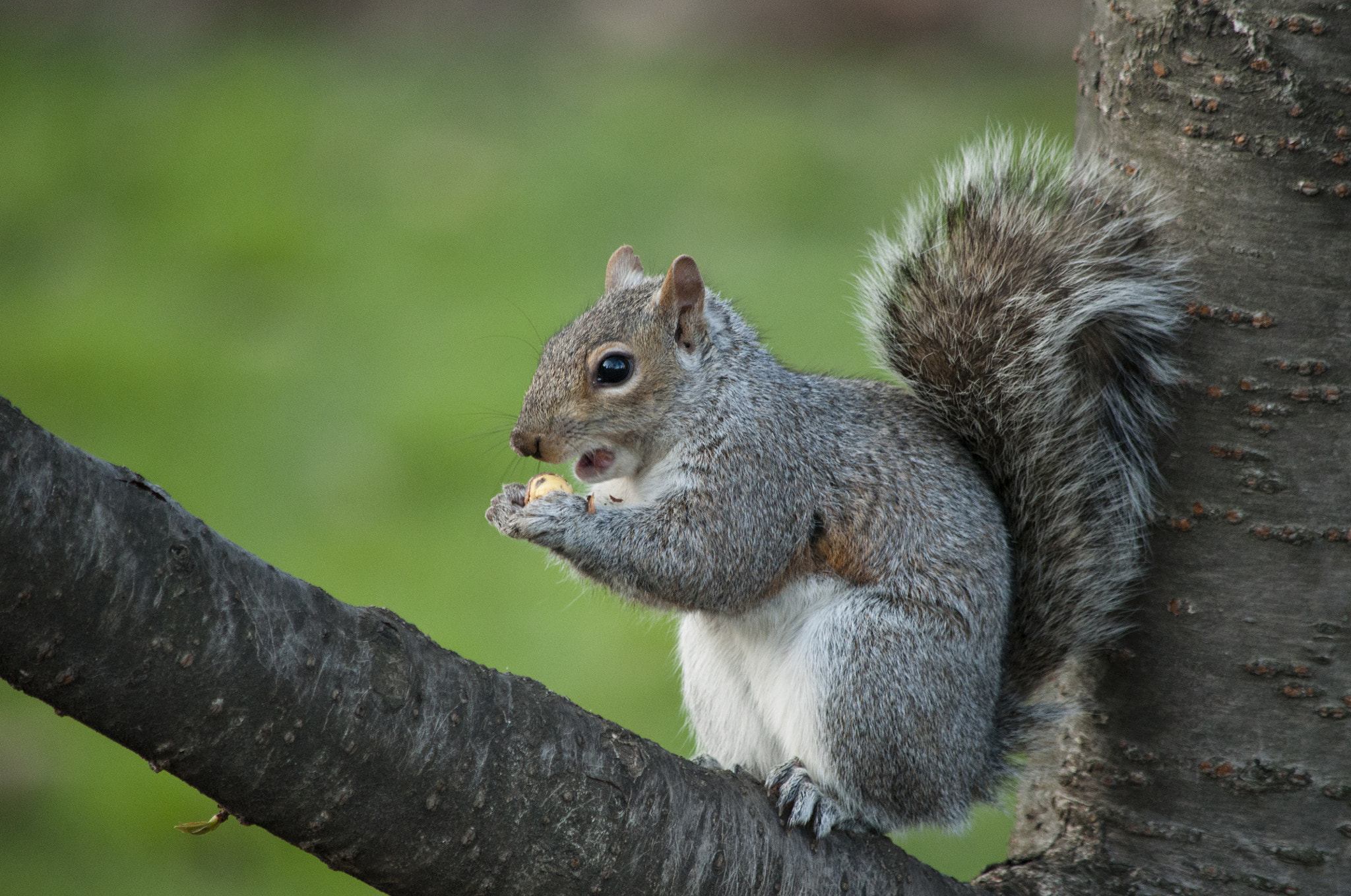 Nikon D90 sample photo. A little squirrel (2) photography