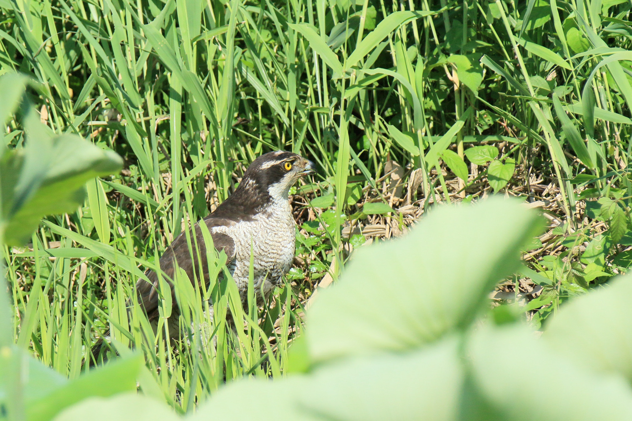 Canon EF 70-200mm F2.8L IS II USM sample photo. オオタカ northern goshawk photography