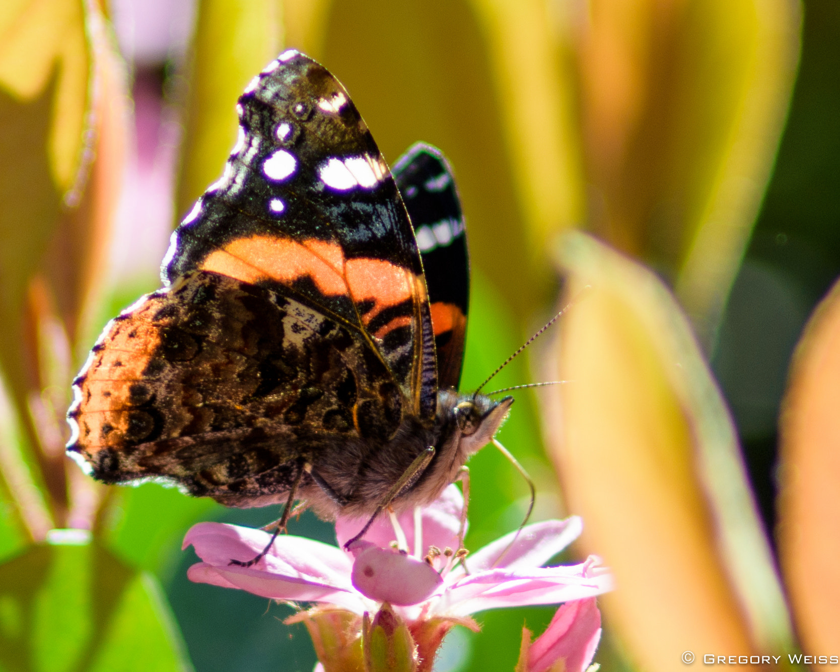 AF Nikkor 300mm f/4 IF-ED sample photo. Painted lady alights on a flower in irvine, california photography