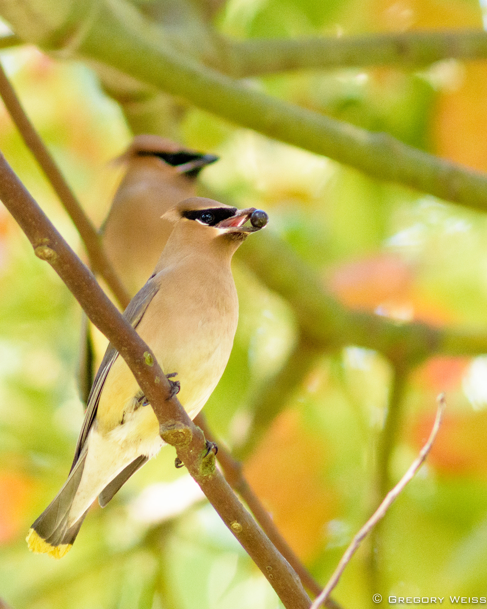 Nikon D7200 + AF Nikkor 300mm f/4 IF-ED sample photo. Cedar waxwing shows off a berry to a friend behind him. photography