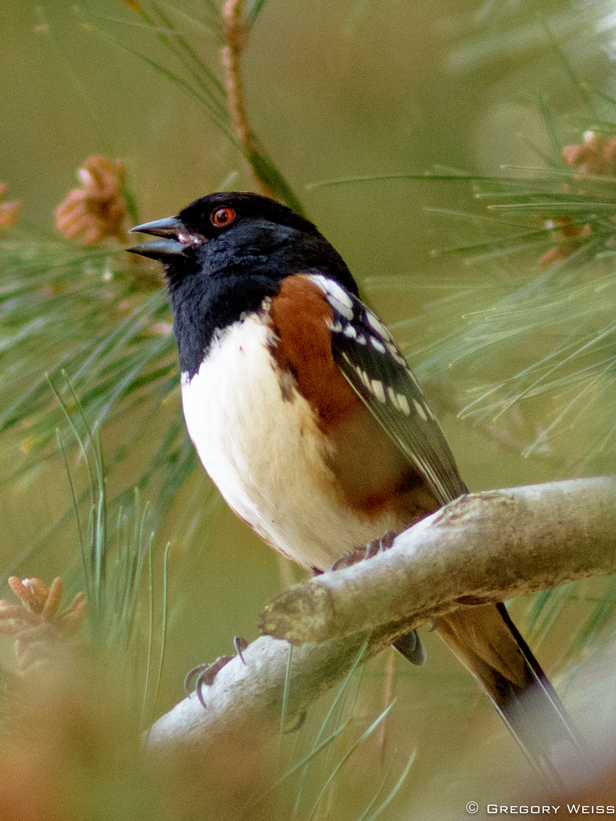 Nikon D7200 + AF Nikkor 300mm f/4 IF-ED sample photo. Spotted towhee in irvine, california serenades the neighborhood. photography