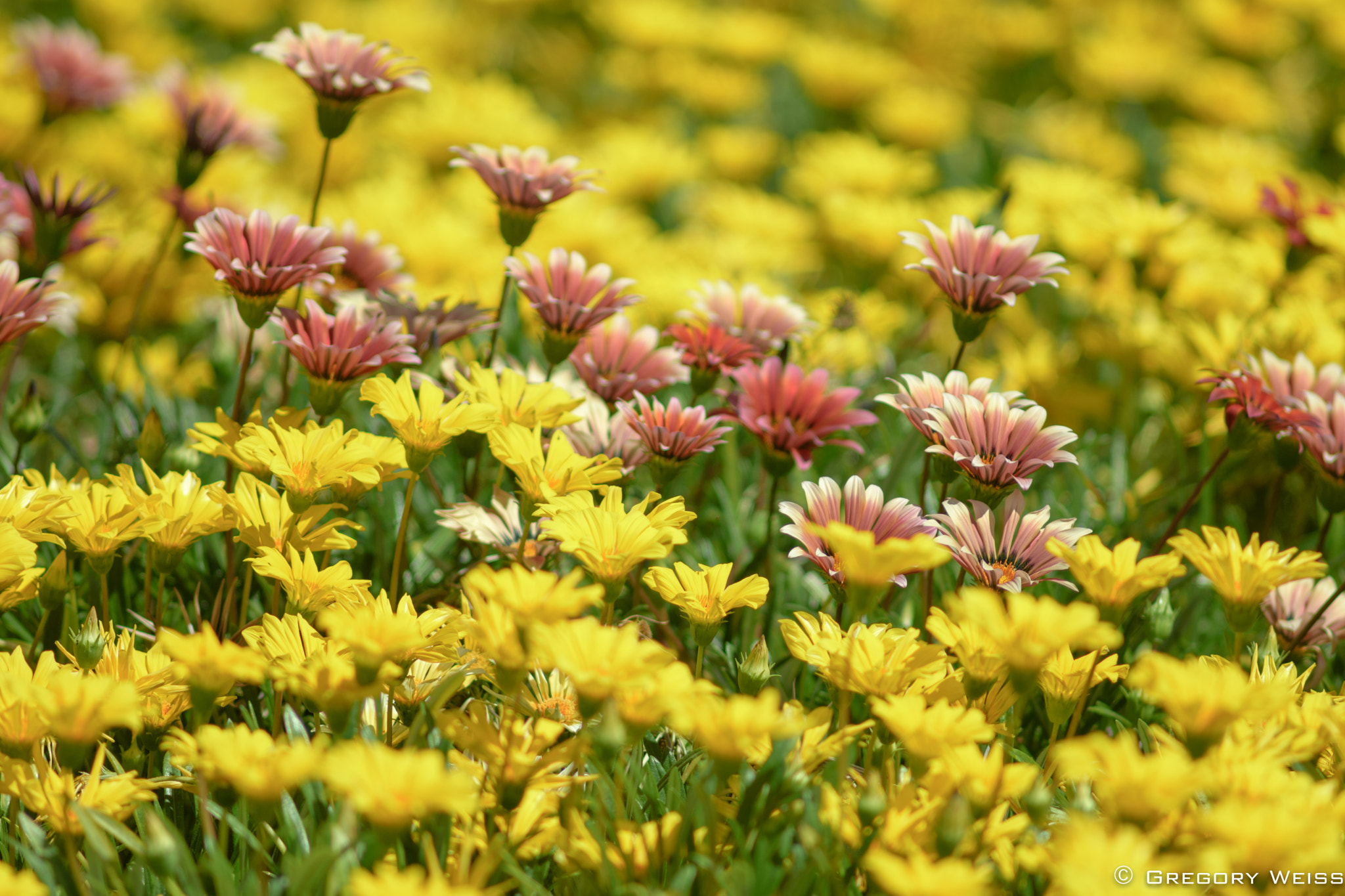 AF Nikkor 300mm f/4 IF-ED sample photo. Flowers on the uci campus, irvine, california photography