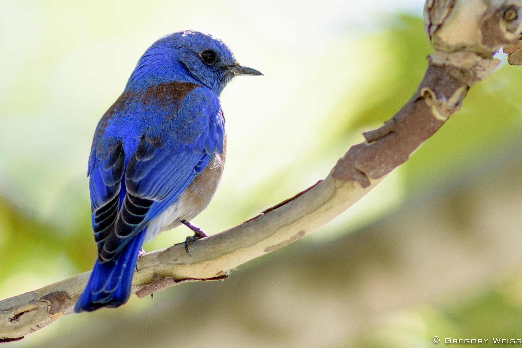 AF Nikkor 300mm f/4 IF-ED sample photo. Western bluebird in irvine, california photography