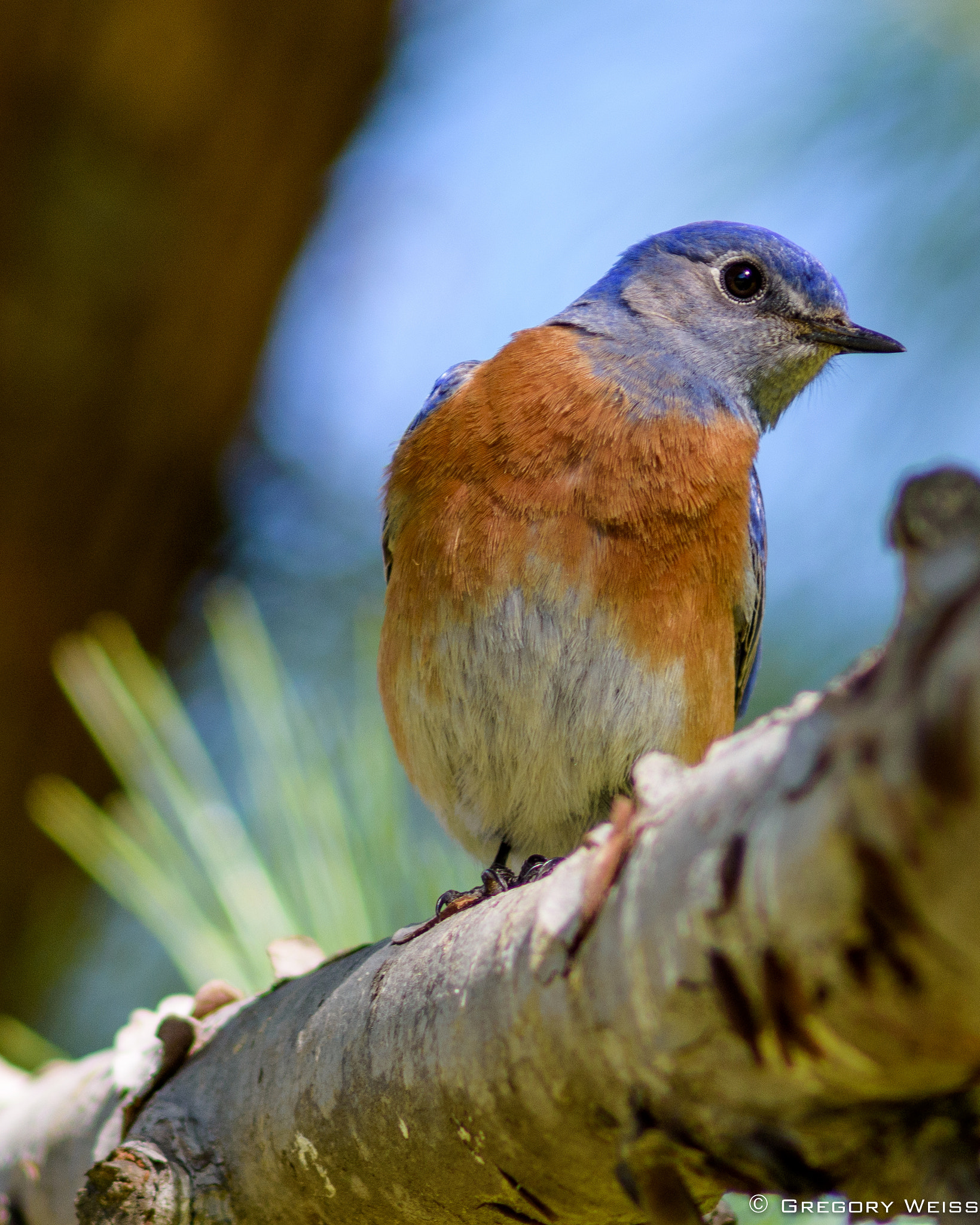 Nikon D7200 + AF Nikkor 300mm f/4 IF-ED sample photo. Western bluebird checks out the neighborhood in irvine, california photography