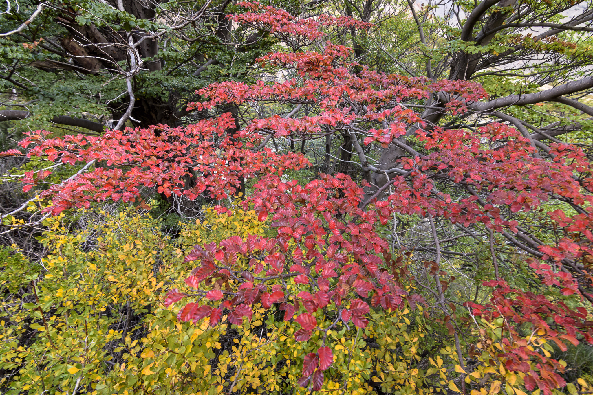 Nikon D7200 sample photo. Forest photography