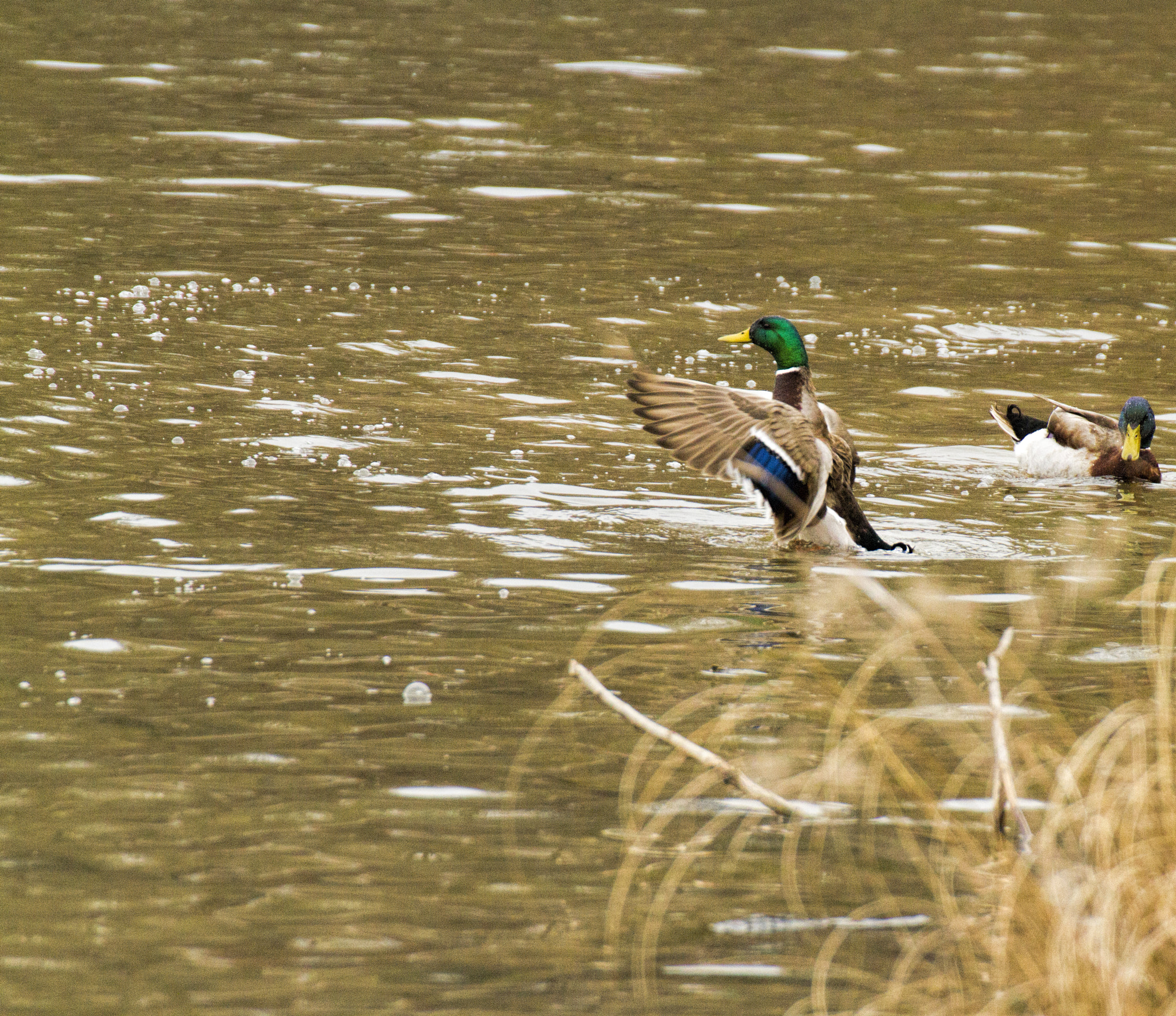 Canon EOS 7D + Tamron SP 35mm F1.8 Di VC USD sample photo. Img photography