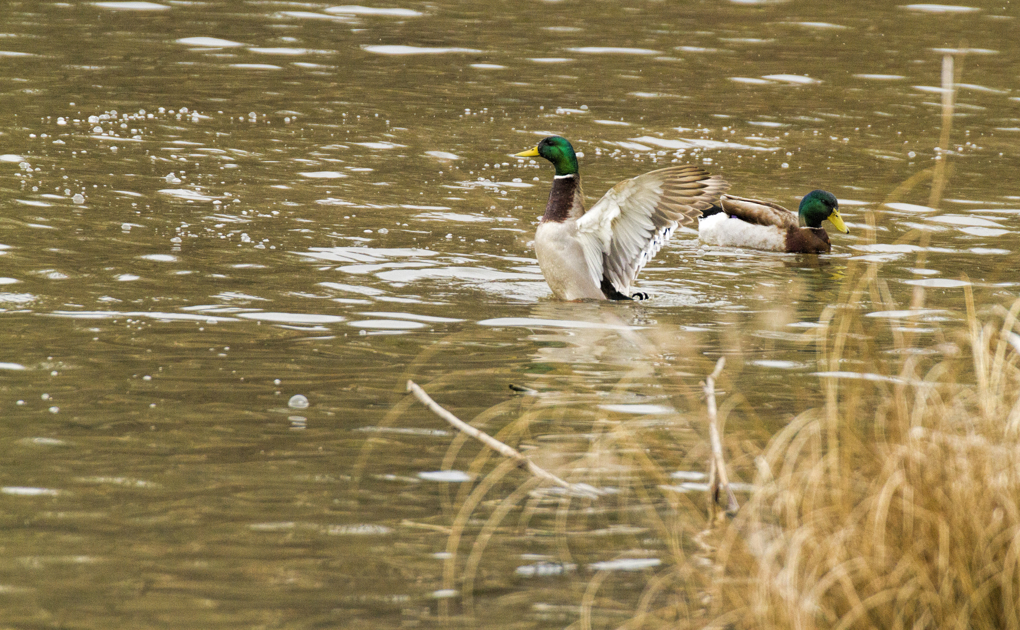 Canon EOS 7D + Tamron SP 35mm F1.8 Di VC USD sample photo. Img photography